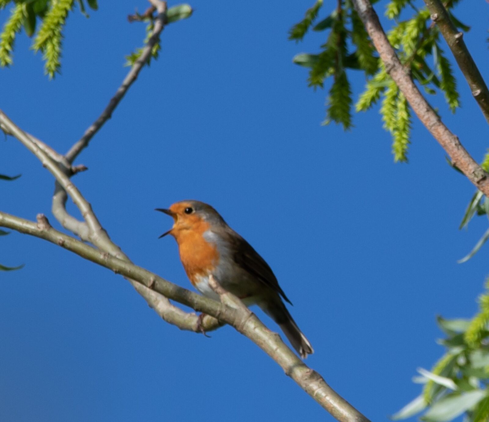 Canon EOS 7D Mark II + 150-600mm F5-6.3 DG OS HSM | Contemporary 015 sample photo. Robin redbreast in tree photography