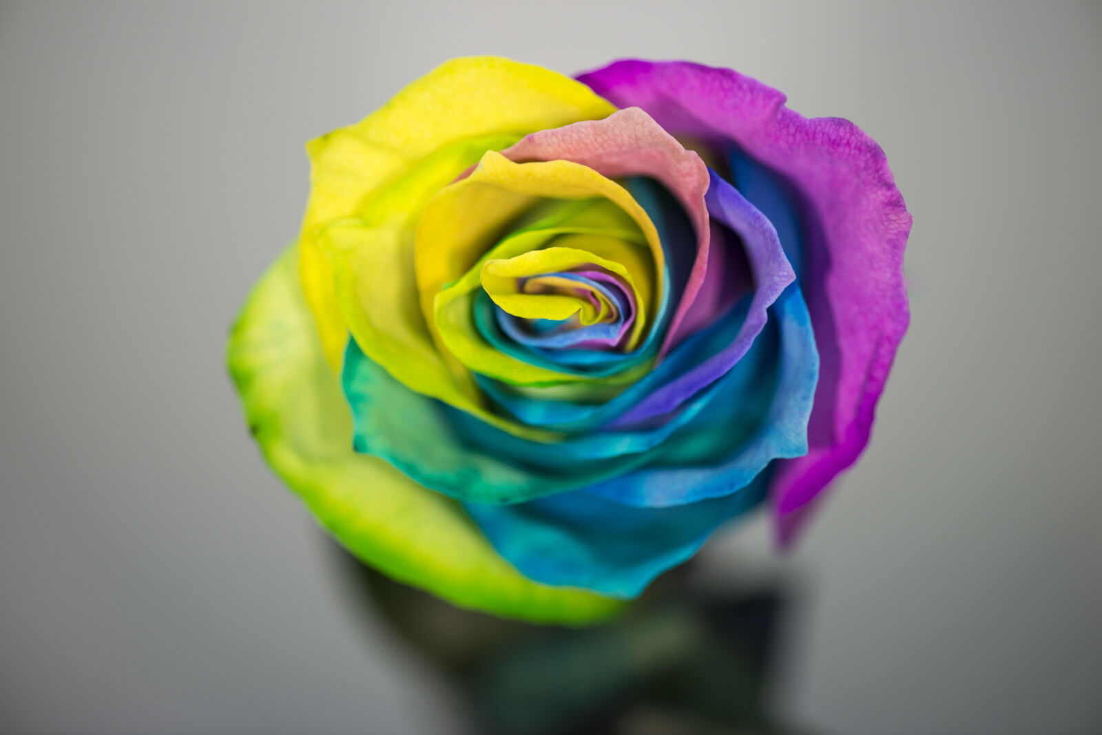 Nikon AF-S Micro-Nikkor 105mm F2.8G IF-ED VR sample photo. Colored, rose, flower, rose photography