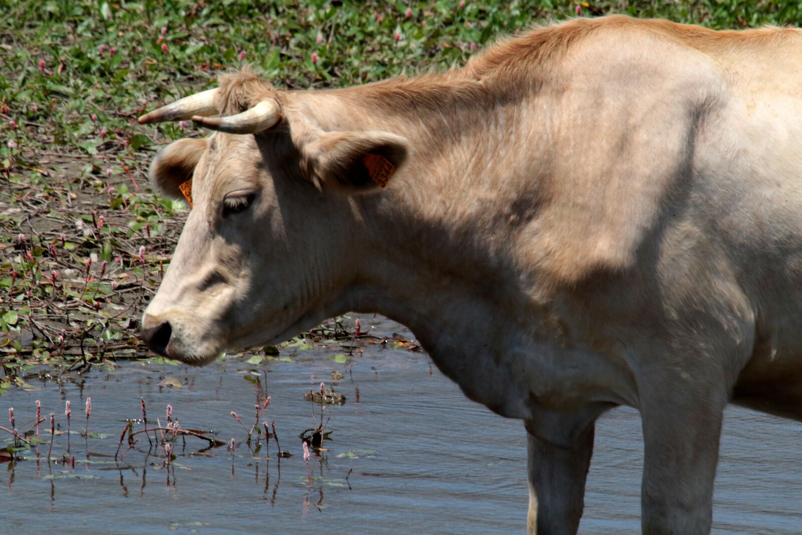 Canon EOS 7D Mark II sample photo. Cow, manzanares spain, river photography