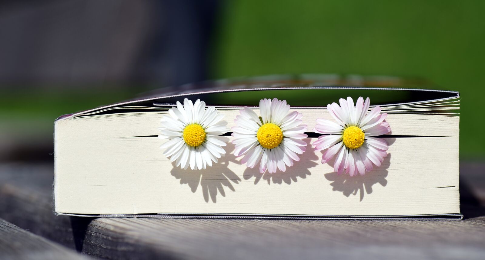 Nikon D3300 sample photo. Book, read, literature photography