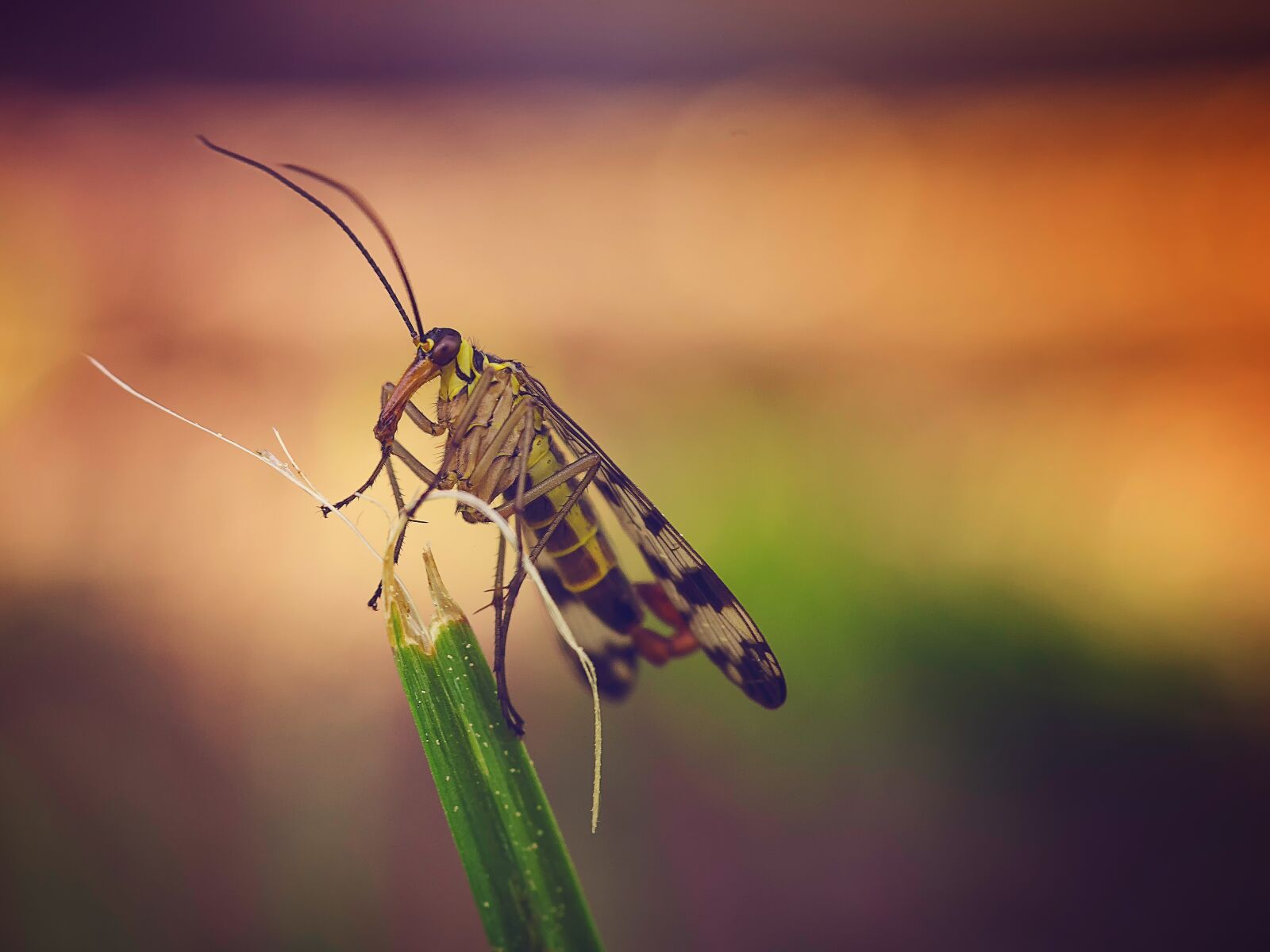 Nikon D3300 sample photo. Communis, fly, schnabelfliege photography