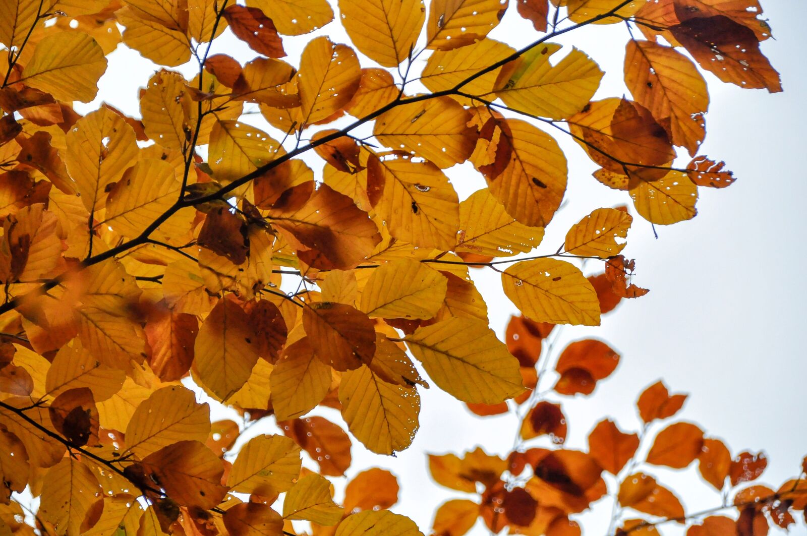 Nikon D90 sample photo. Leaves, beech, autumn photography