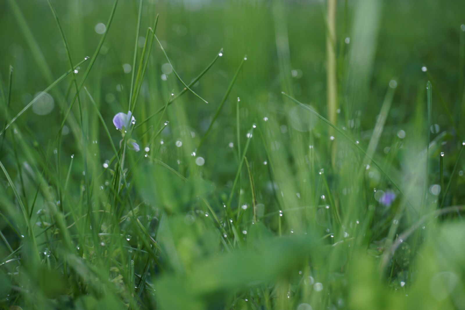 Sony a6000 sample photo. Tzbnrumi, tbrzneumi, vzreum photography
