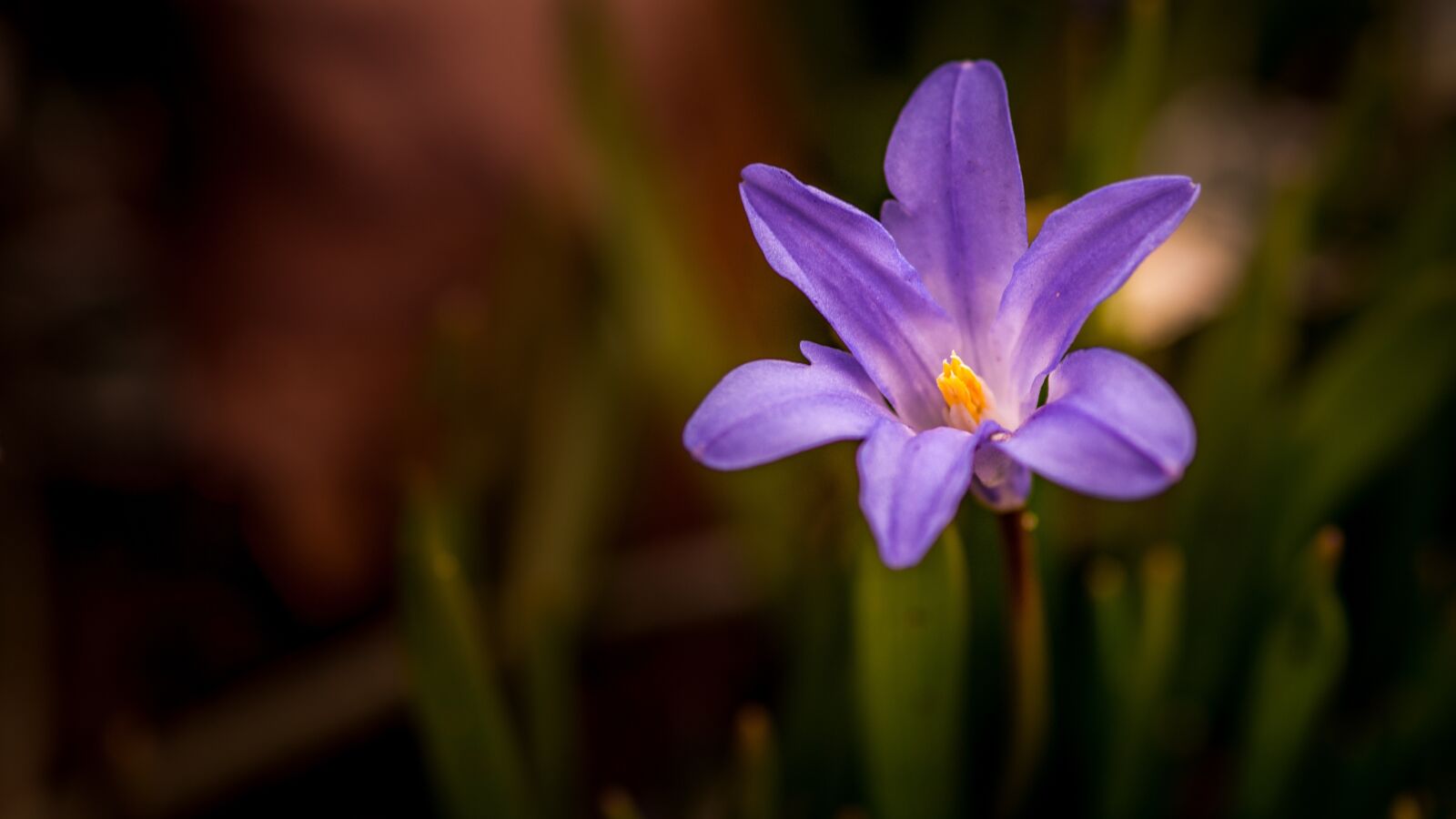 Sony SLT-A58 sample photo. Nature, plant, petal photography
