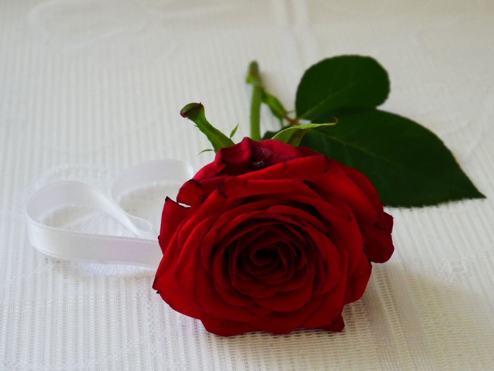 Panasonic DMC-G70 sample photo. Red, rose, heart photography