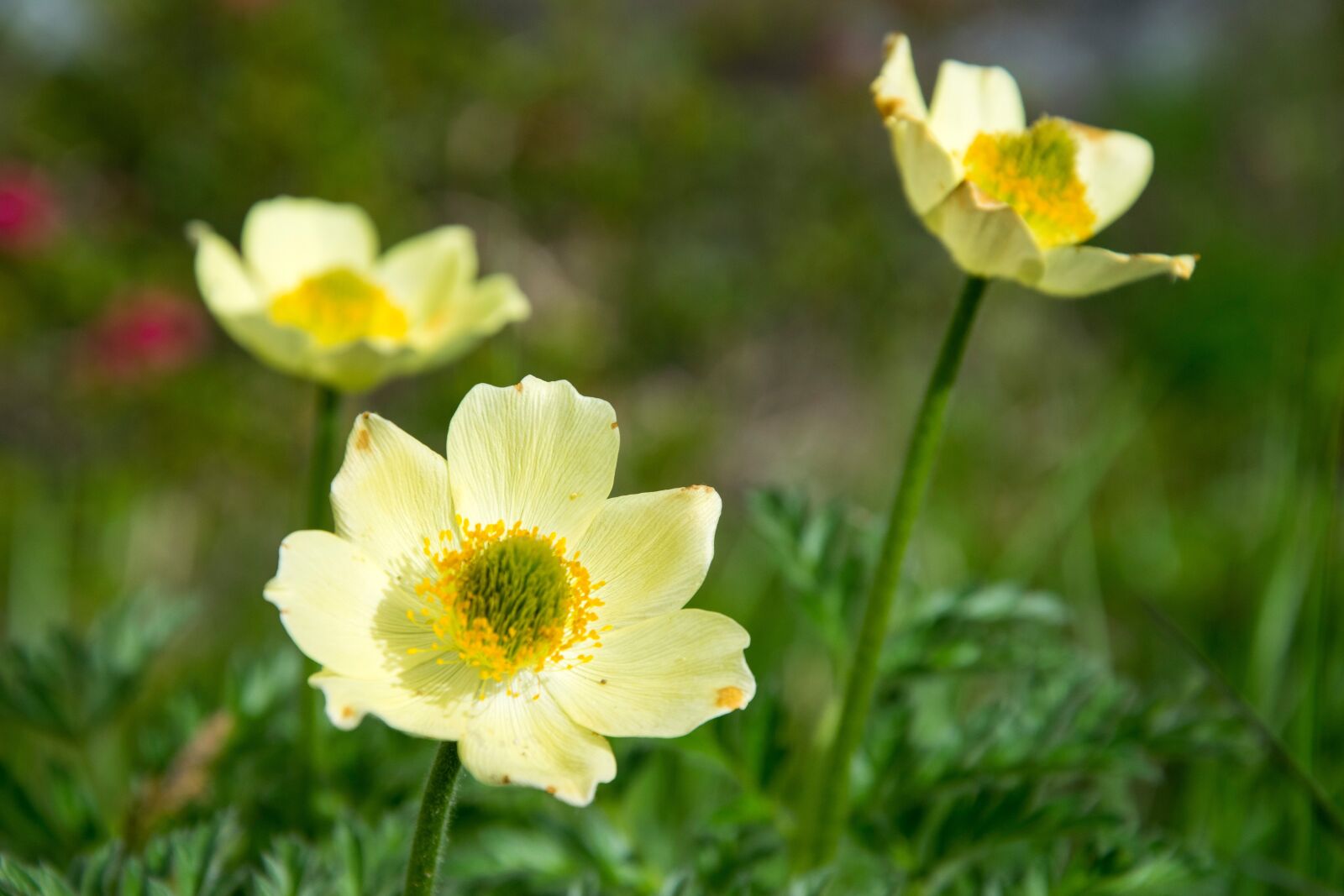 Nikon D5300 sample photo. Anemone, flower, blossom photography