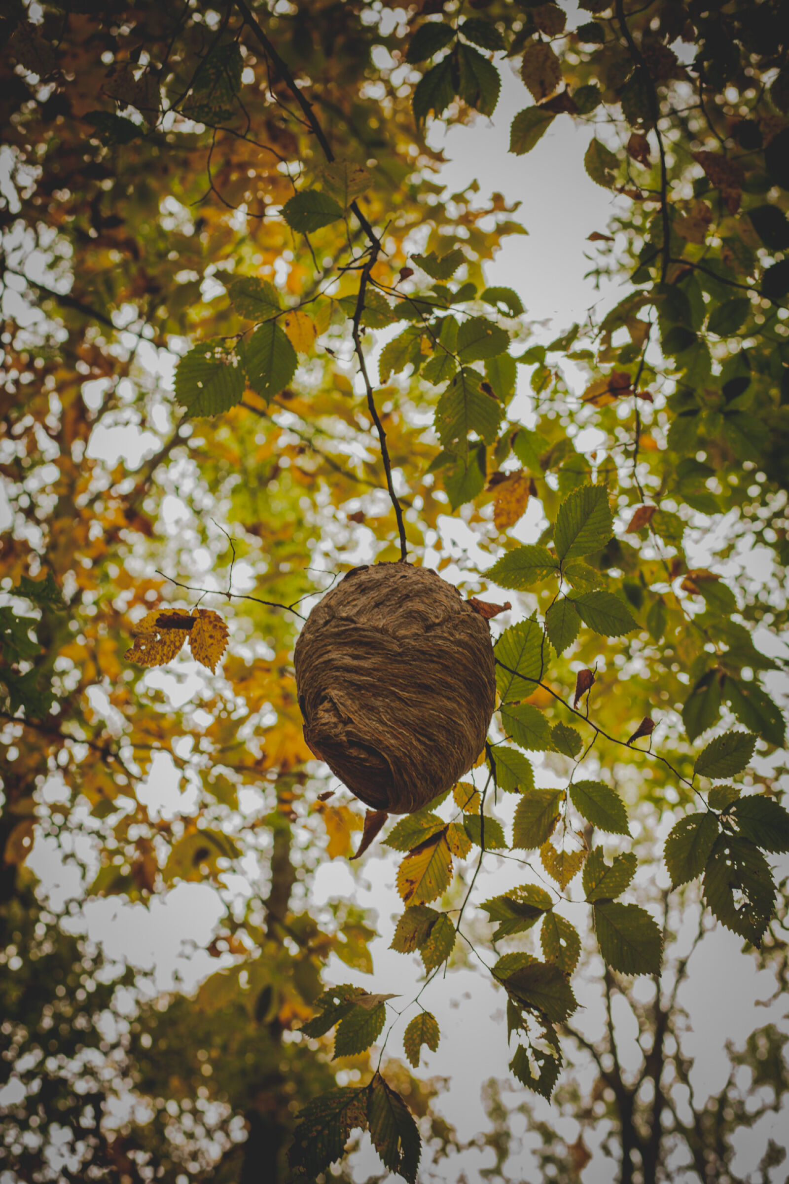 Canon EF 85mm F1.8 USM sample photo. Colorful, nature, theme, autumn photography