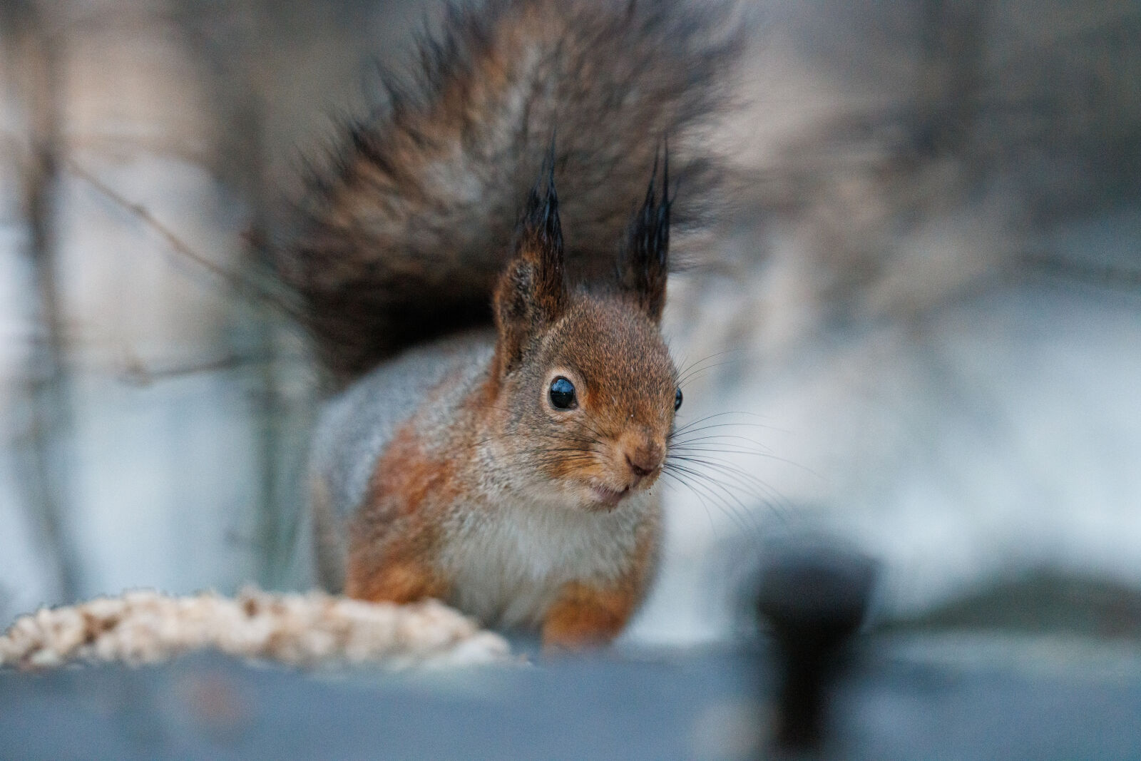 Canon RF 400mm F2.8L IS USM sample photo. Good morning squirrel photography
