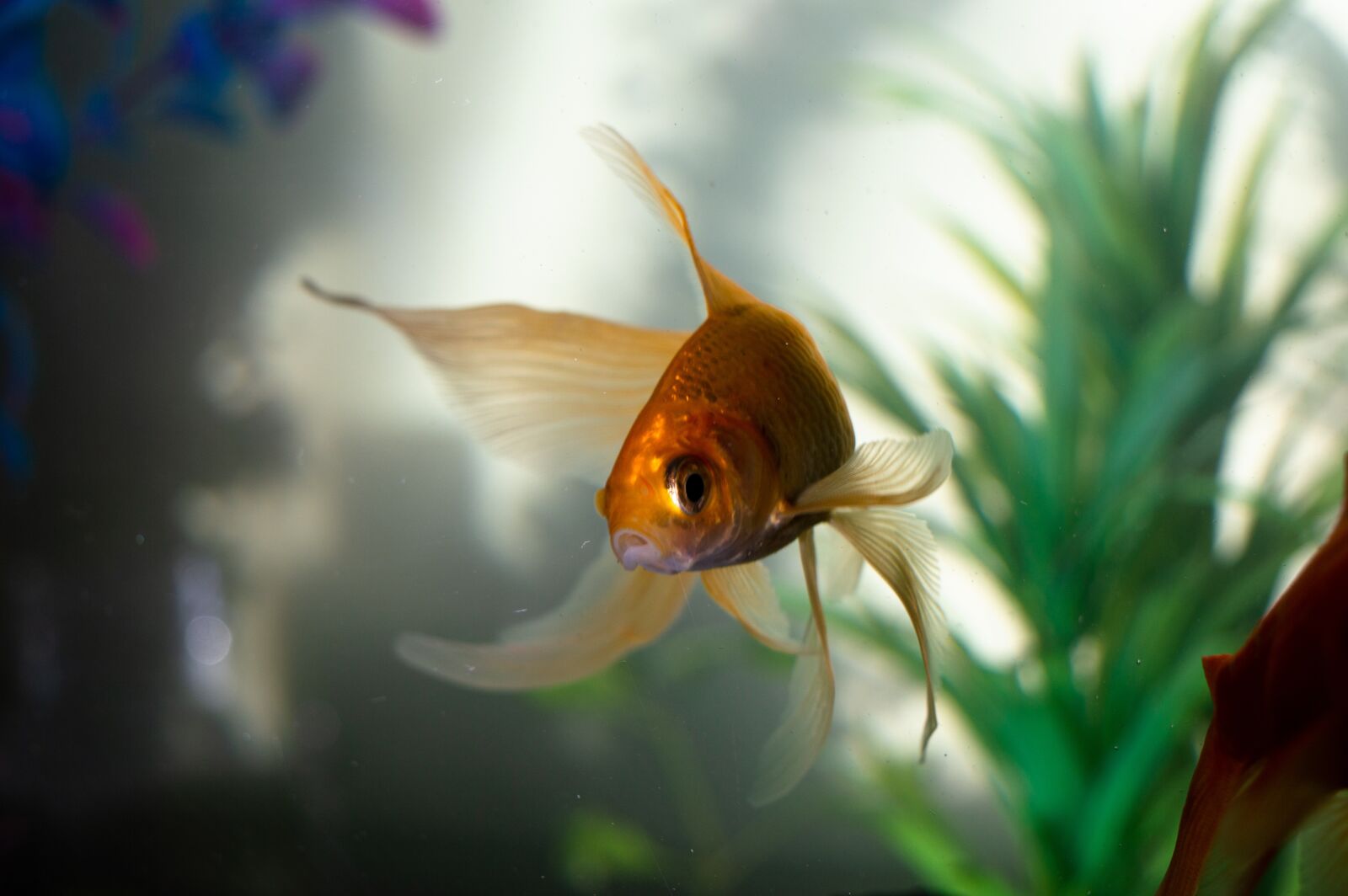 Nikon D3200 sample photo. Gold, fan tail, fish photography