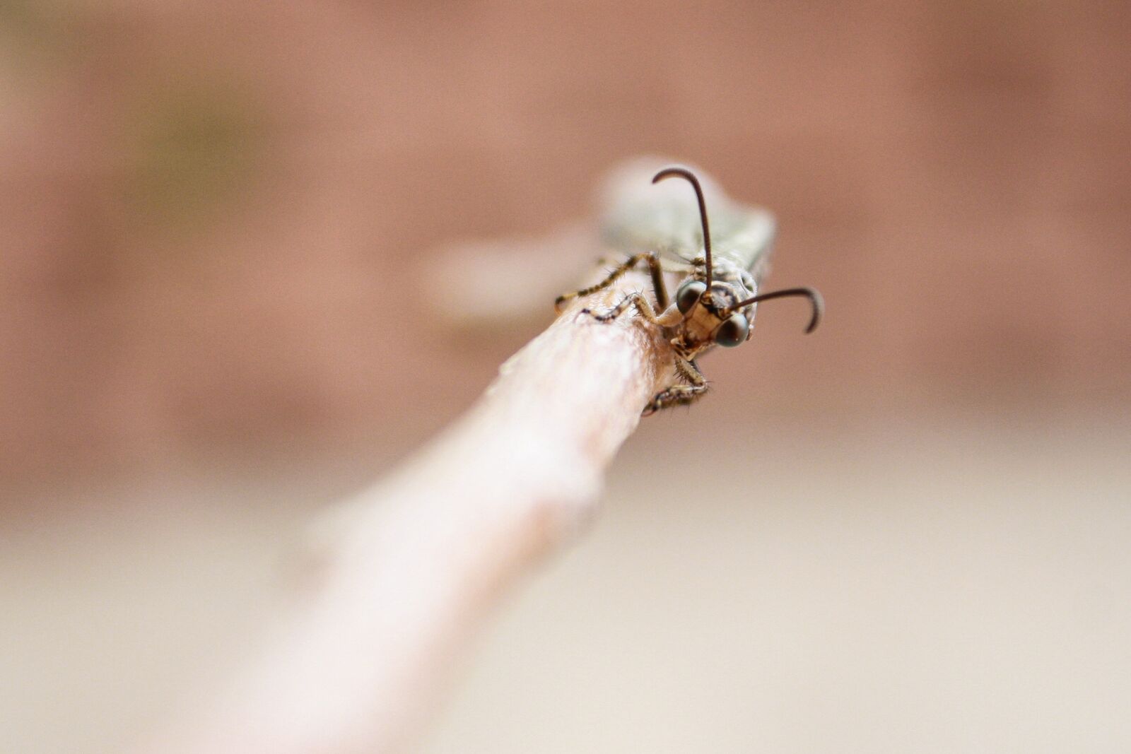 Canon EOS 1000D (EOS Digital Rebel XS / EOS Kiss F) sample photo. Insect, entomology, antlion photography
