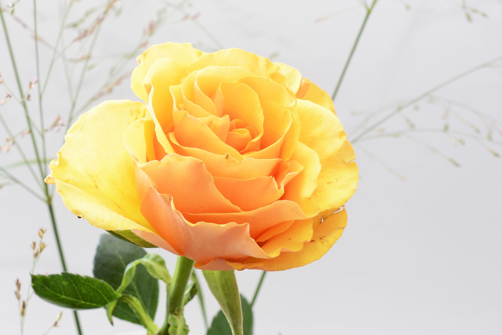 Nikon D7100 sample photo. Rose, flower, blossom photography