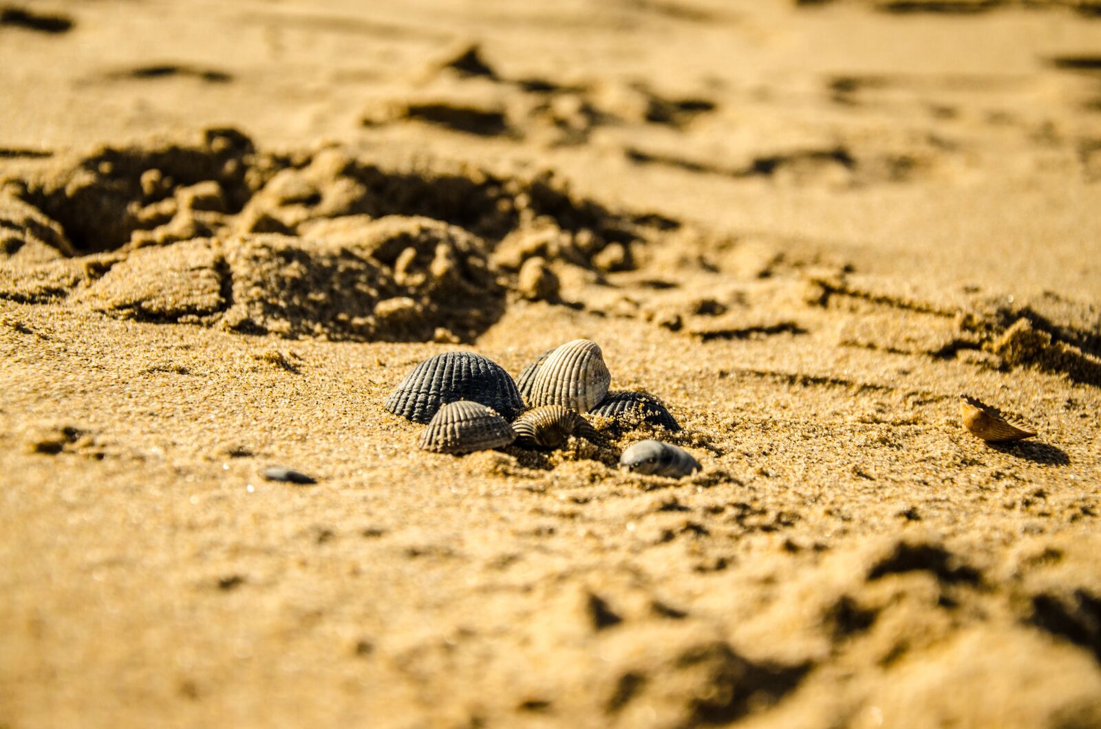 Nikon D5100 sample photo. Beach, nature, seashell photography