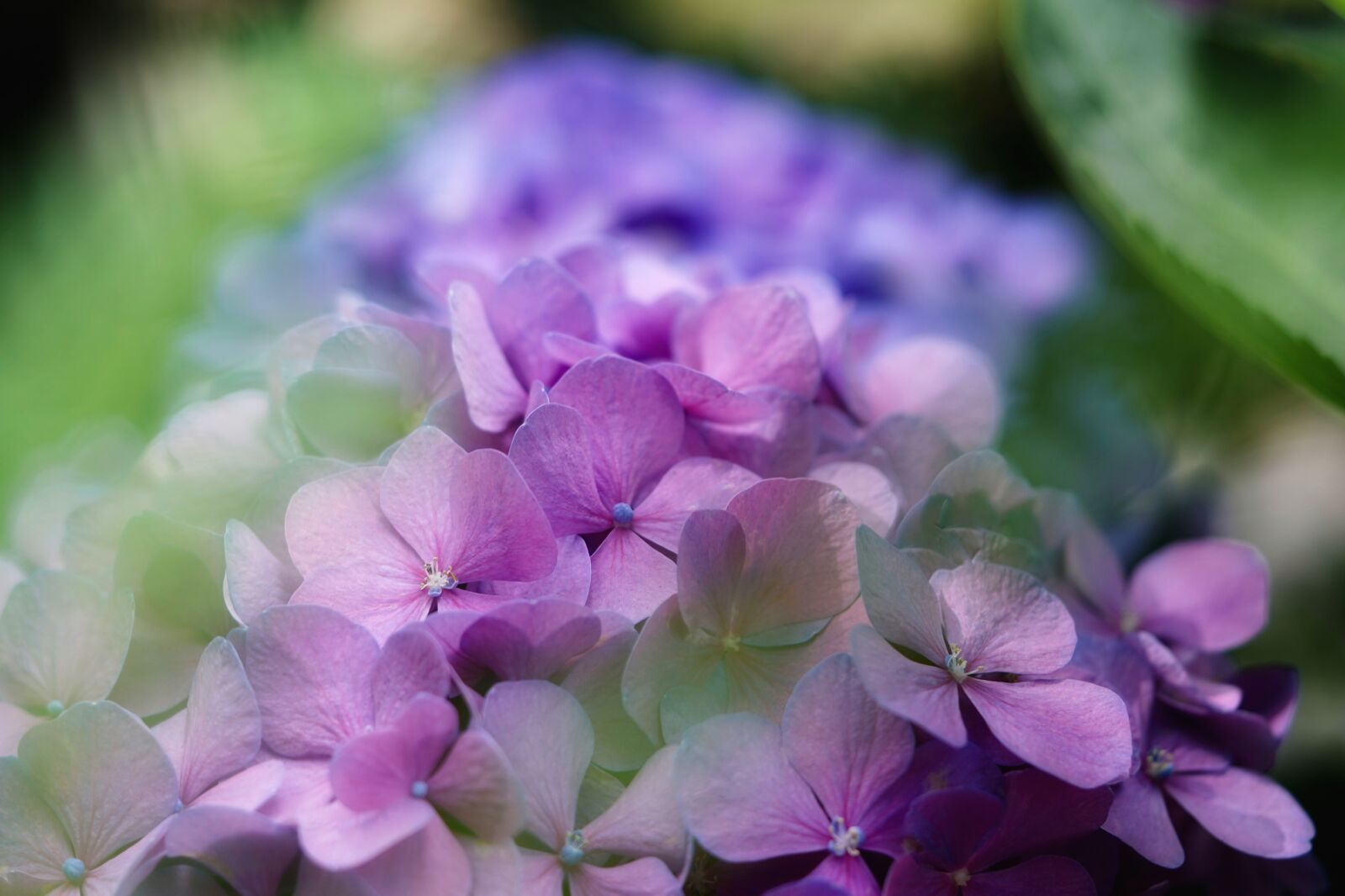 Sony a7 III sample photo. Hydrangeas, flowers, purple flowers photography