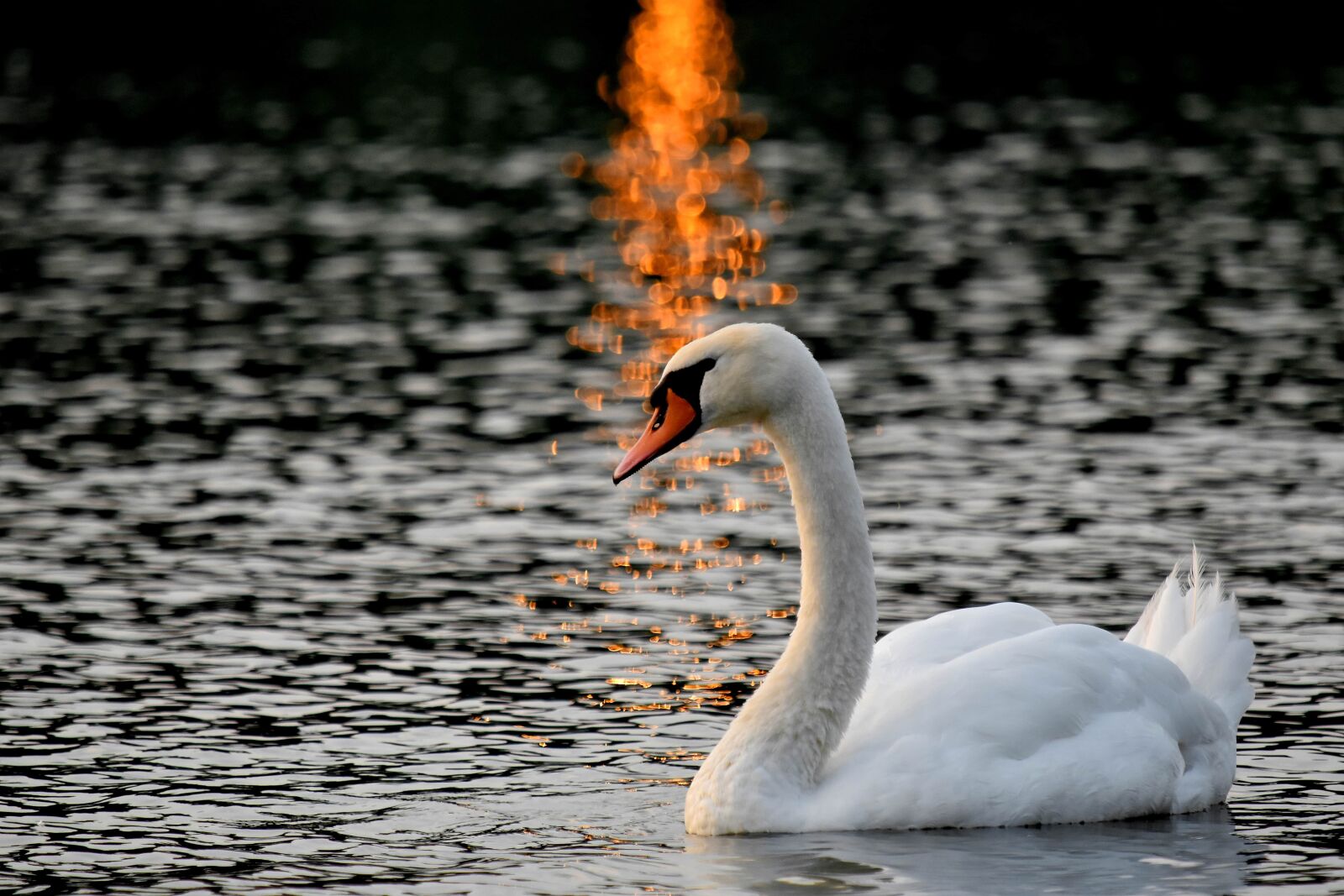 Nikon D5500 sample photo. Bird, lake, sunset, swan photography