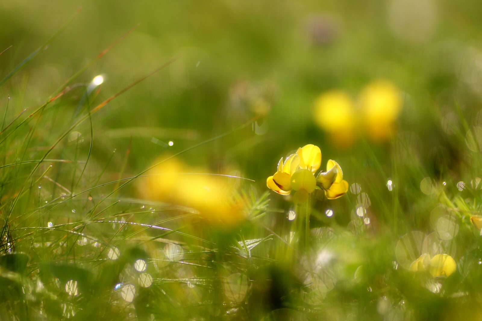 Tamron SP 90mm F2.8 Di VC USD 1:1 Macro sample photo. Flower, yellow, morgentau photography