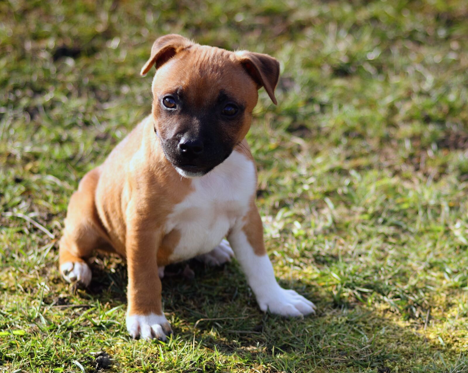 Canon EOS 550D (EOS Rebel T2i / EOS Kiss X4) sample photo. Adorable, animal, canine, close photography