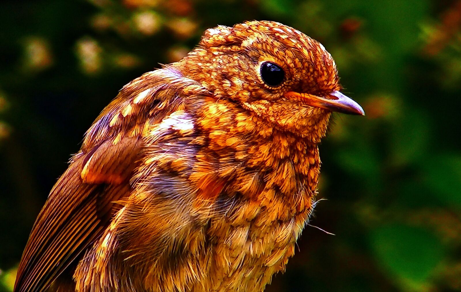 Panasonic Lumix DMC-FZ1000 sample photo. Little bird, spevavý, birds photography