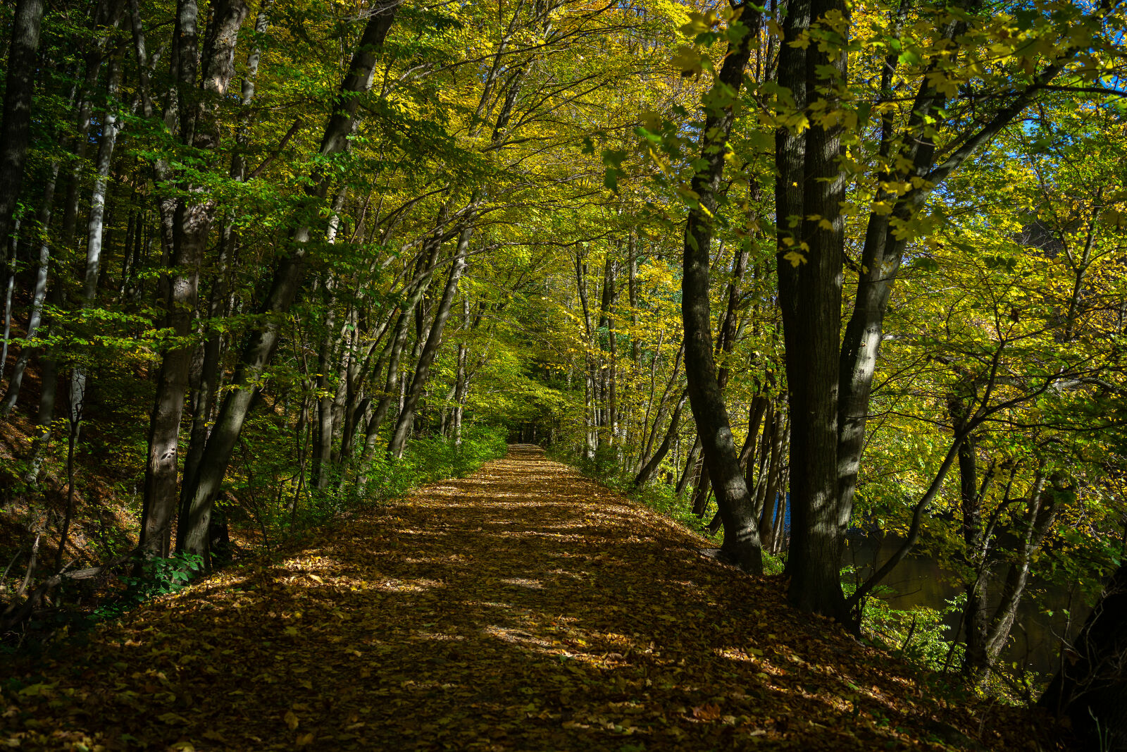 Samyang AF 35mm F1.8 FE sample photo. “a walk through autumn” photography