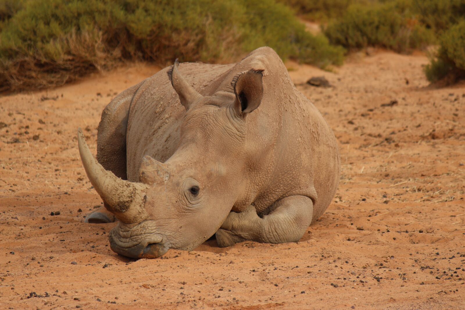 Canon EF-S 55-250mm F4-5.6 IS sample photo. South africa, rhino, rest photography