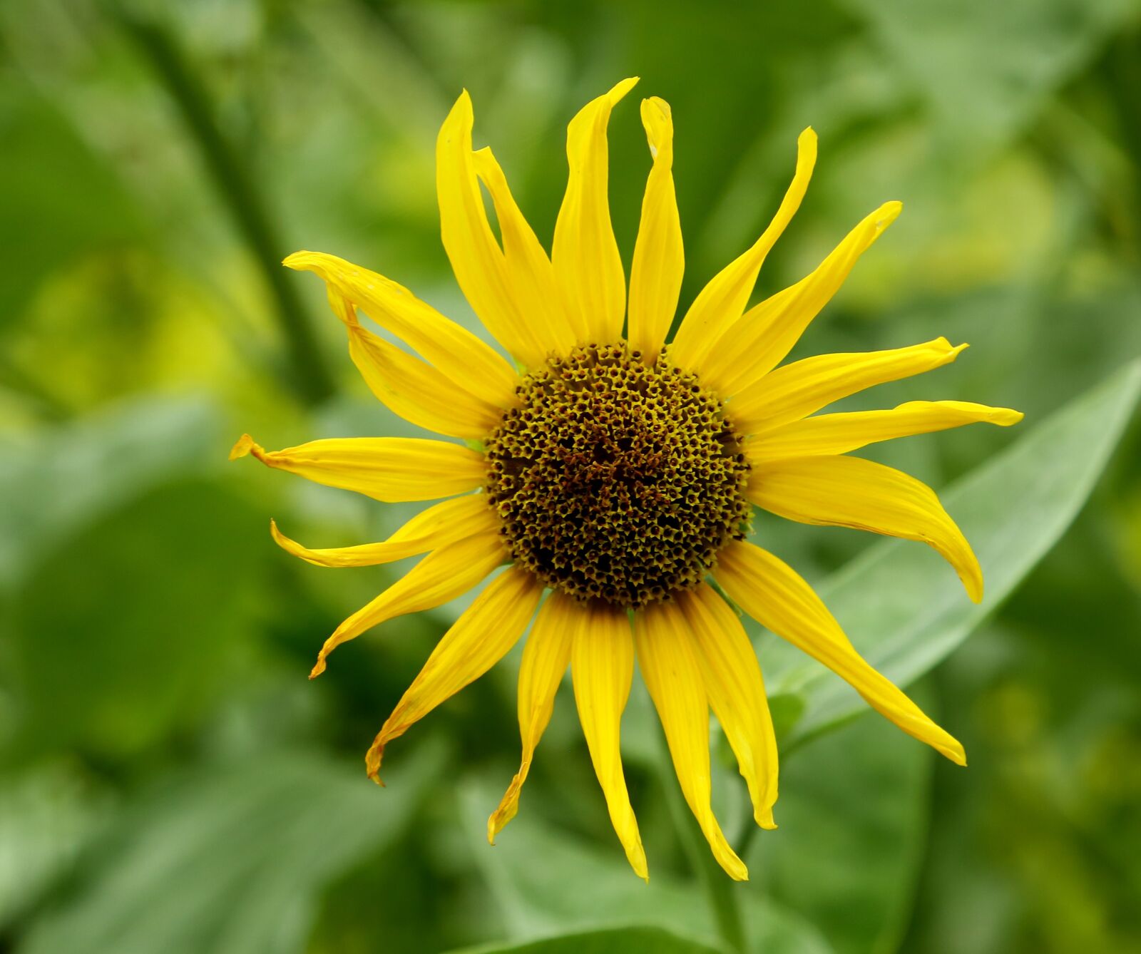 Canon EF 24-105mm F4L IS USM sample photo. Nature, flower, sunflower photography