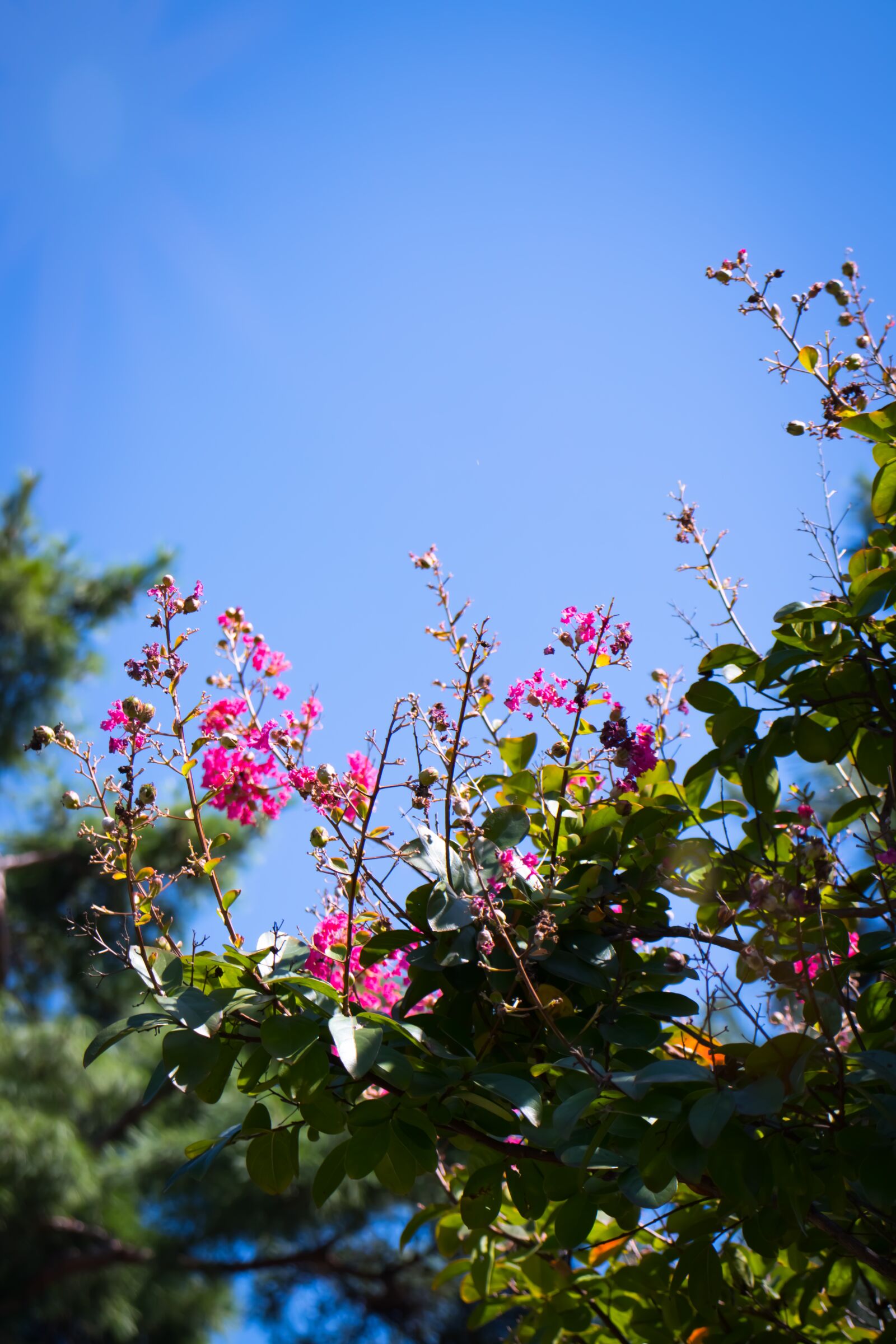 Canon EOS 800D (EOS Rebel T7i / EOS Kiss X9i) sample photo. Flowers, wood, sky photography