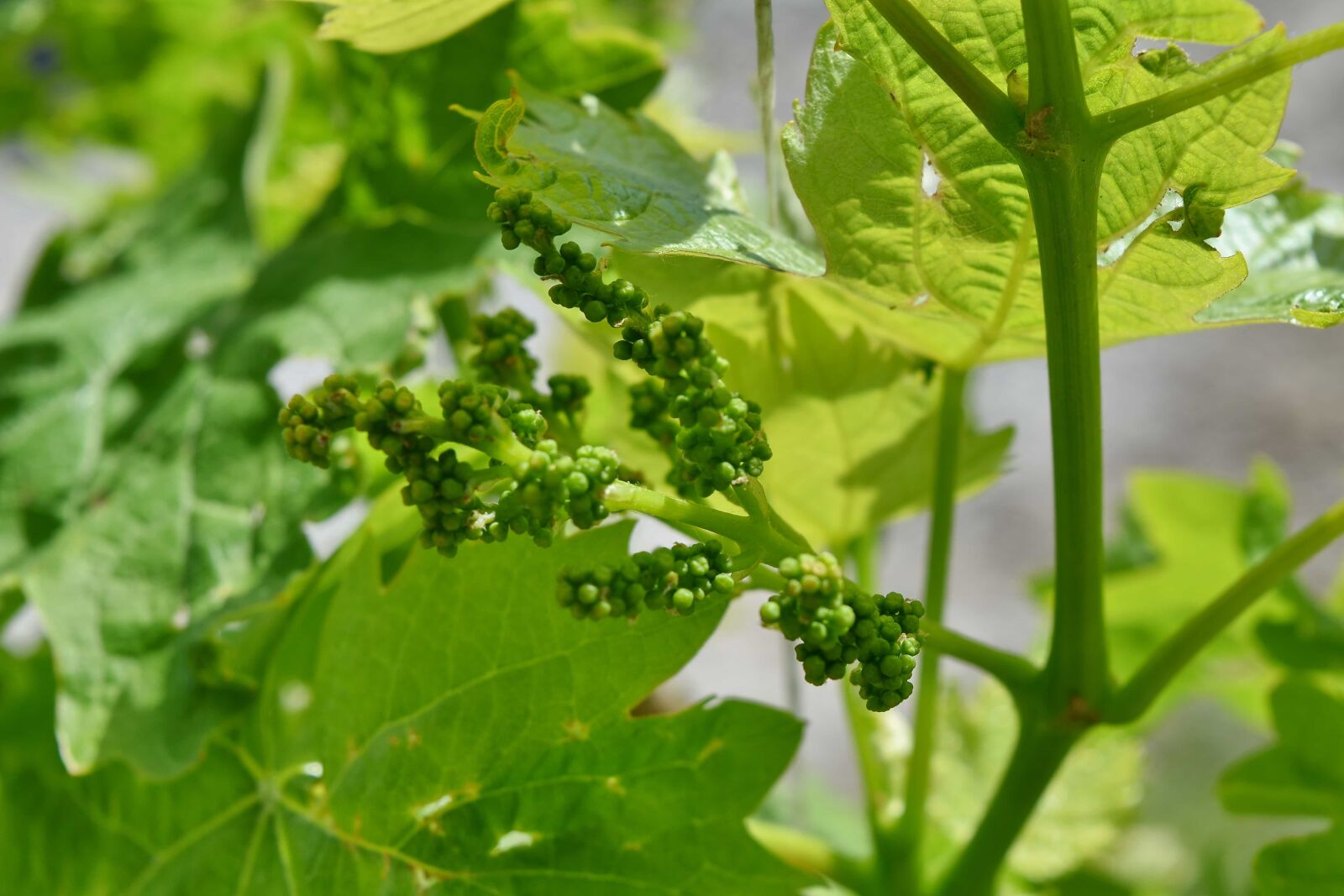 Nikon D5500 sample photo. Agricultural, vineyard, leaf, nature photography