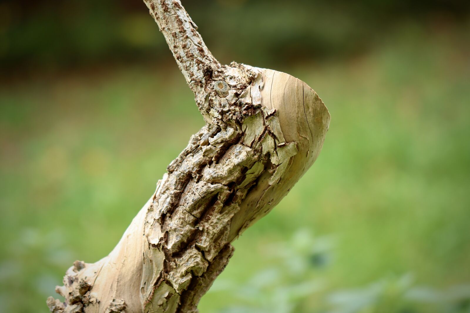 Canon EOS 800D (EOS Rebel T7i / EOS Kiss X9i) sample photo. Tree bark, wood, log photography