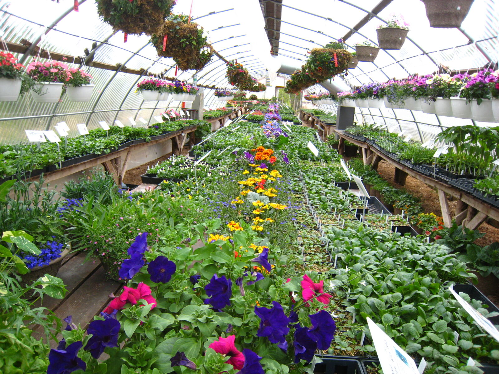 Canon POWERSHOT SD800 IS sample photo. Flowers, greenhouse, hanging, plants photography