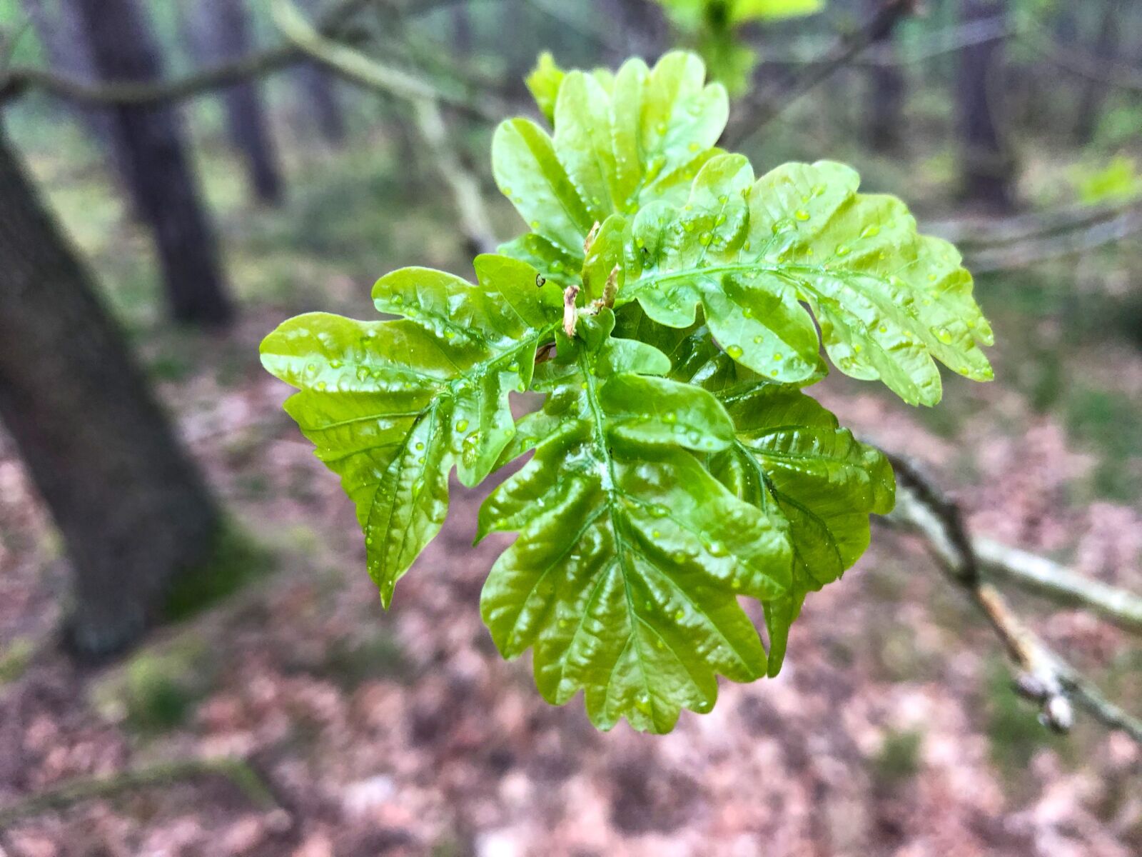 Apple iPhone 8 sample photo. Young oak, tree, young photography