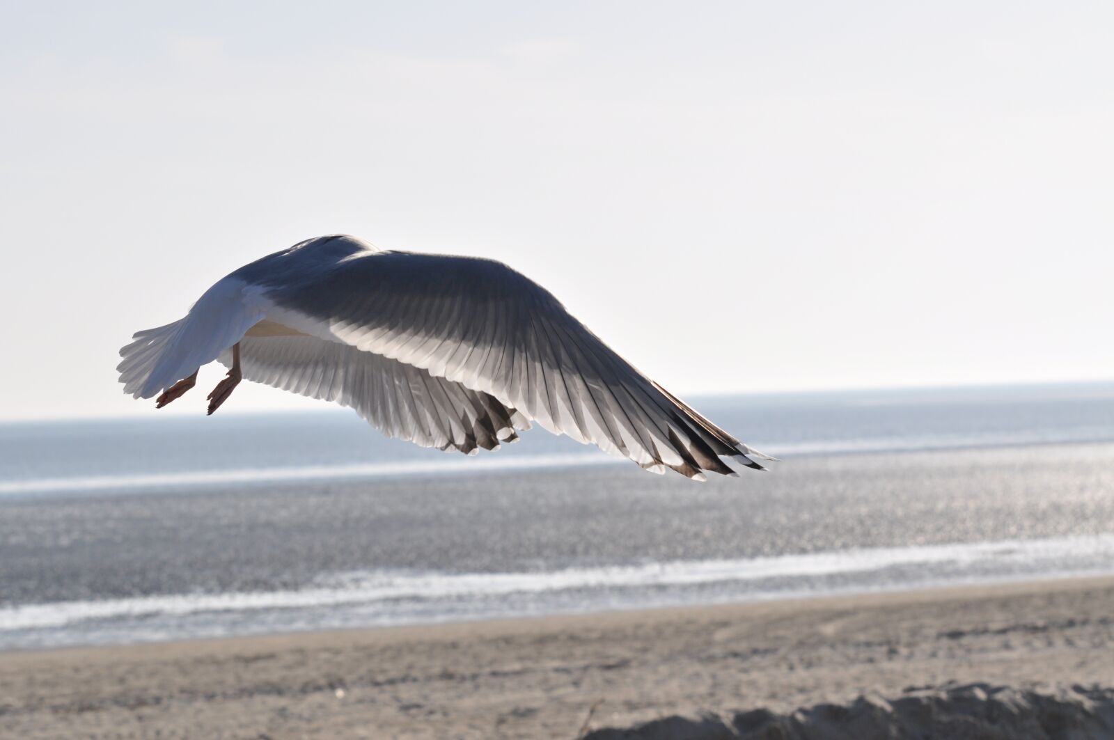 Nikon D5000 sample photo. Seagull, beach, flight photography