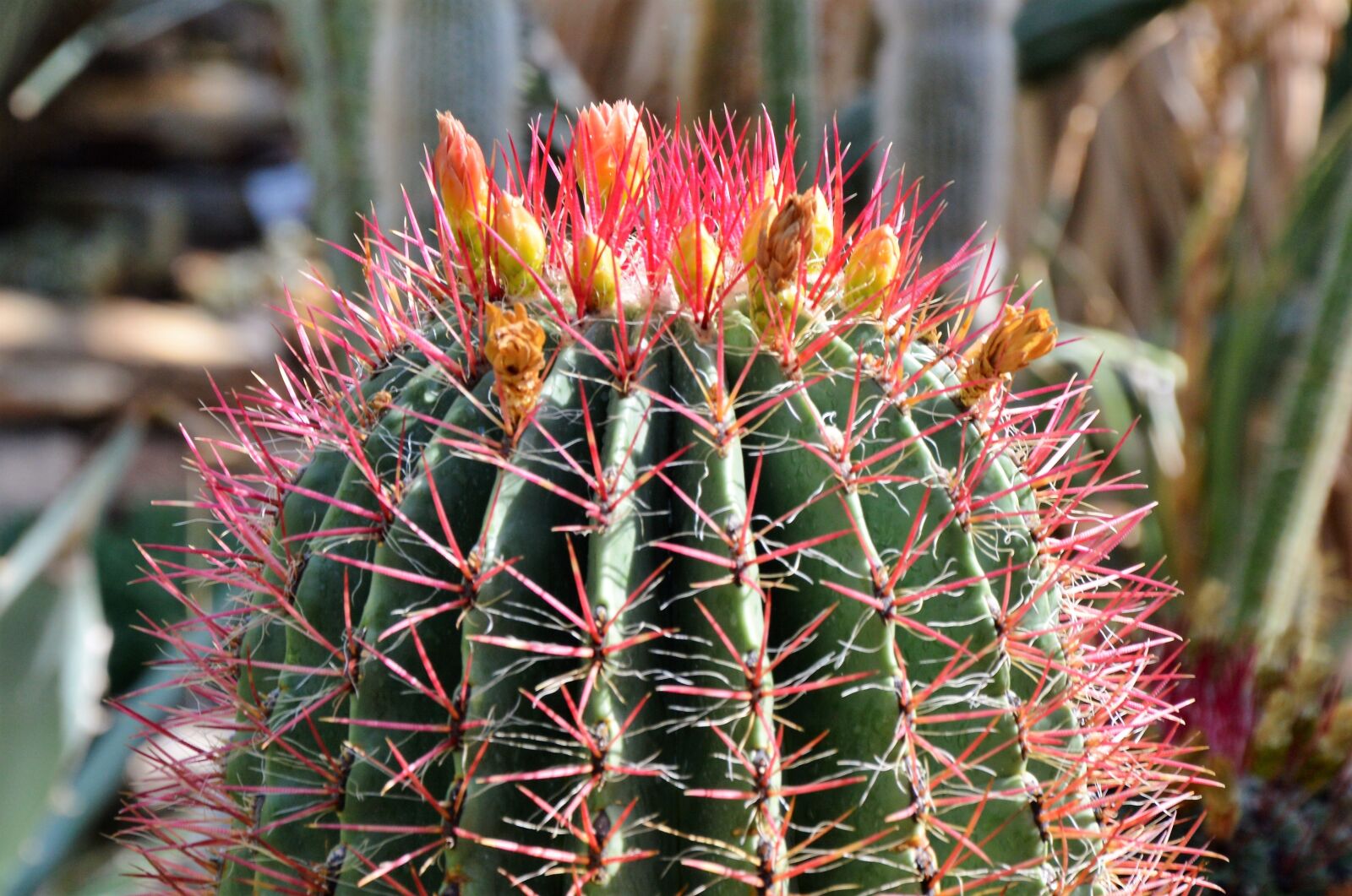 Nikon D3200 sample photo. Cactus, spur, green photography