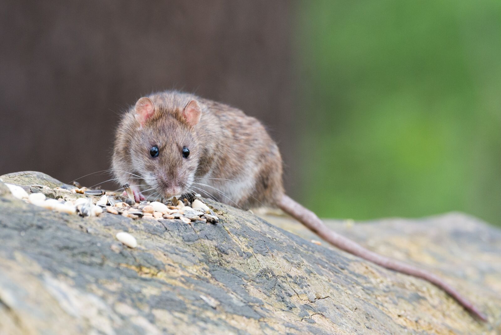 Nikon D800 sample photo. Brown rat, animal, rodent photography