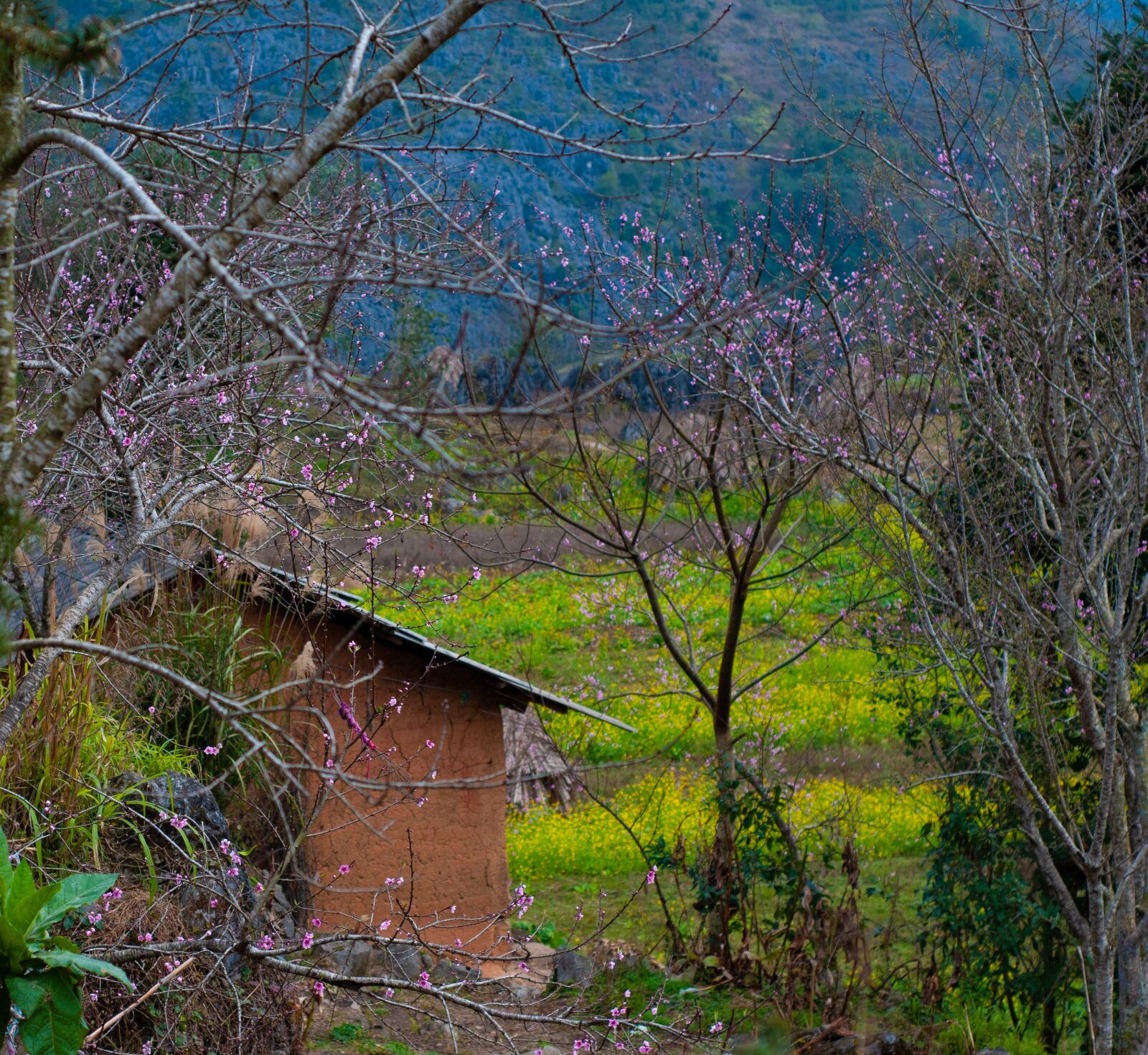Nikon D300 sample photo. Spring, hagiang province, vietnam photography