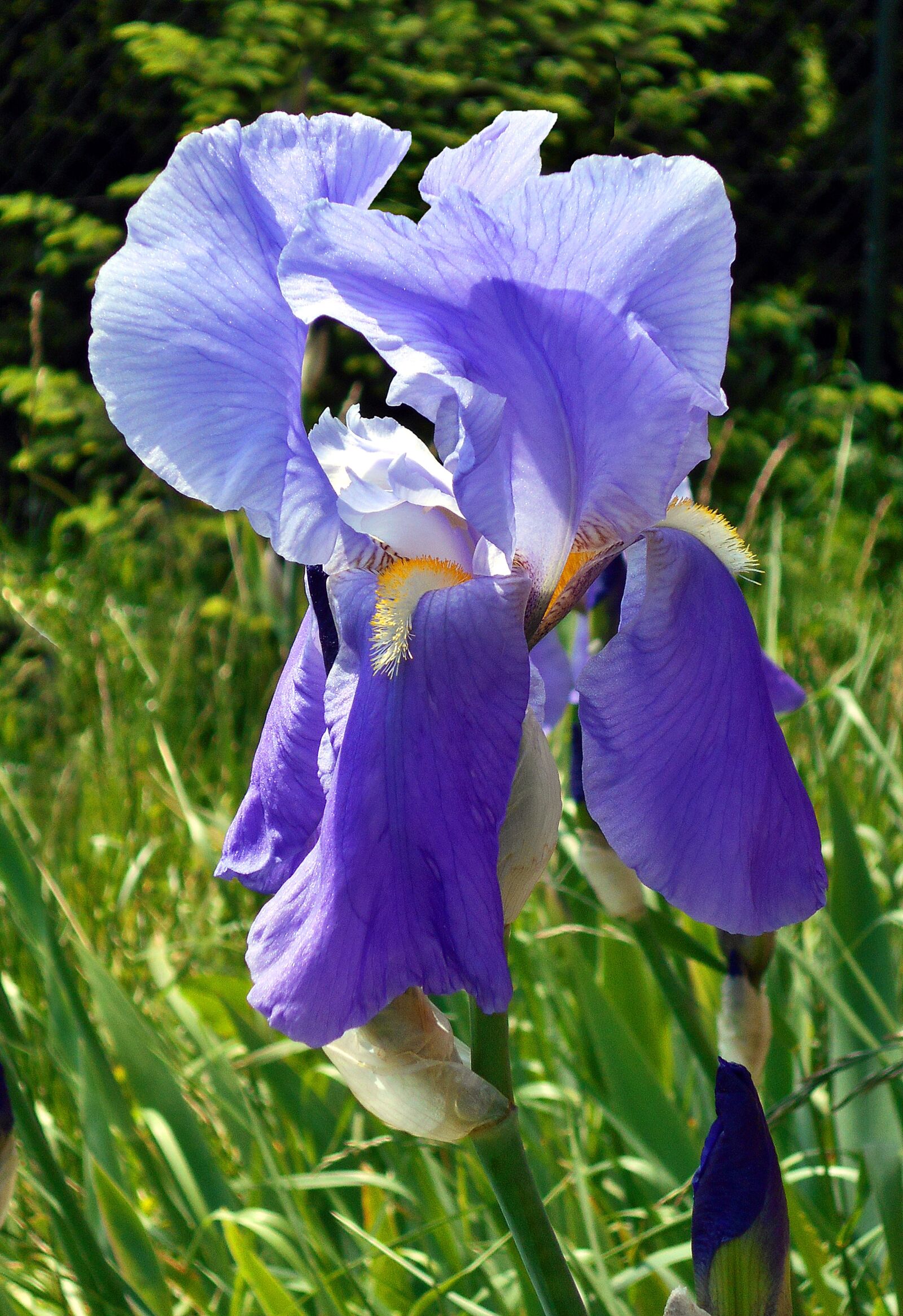 Nikon Coolpix S2900 sample photo. Iris, flower, violet photography