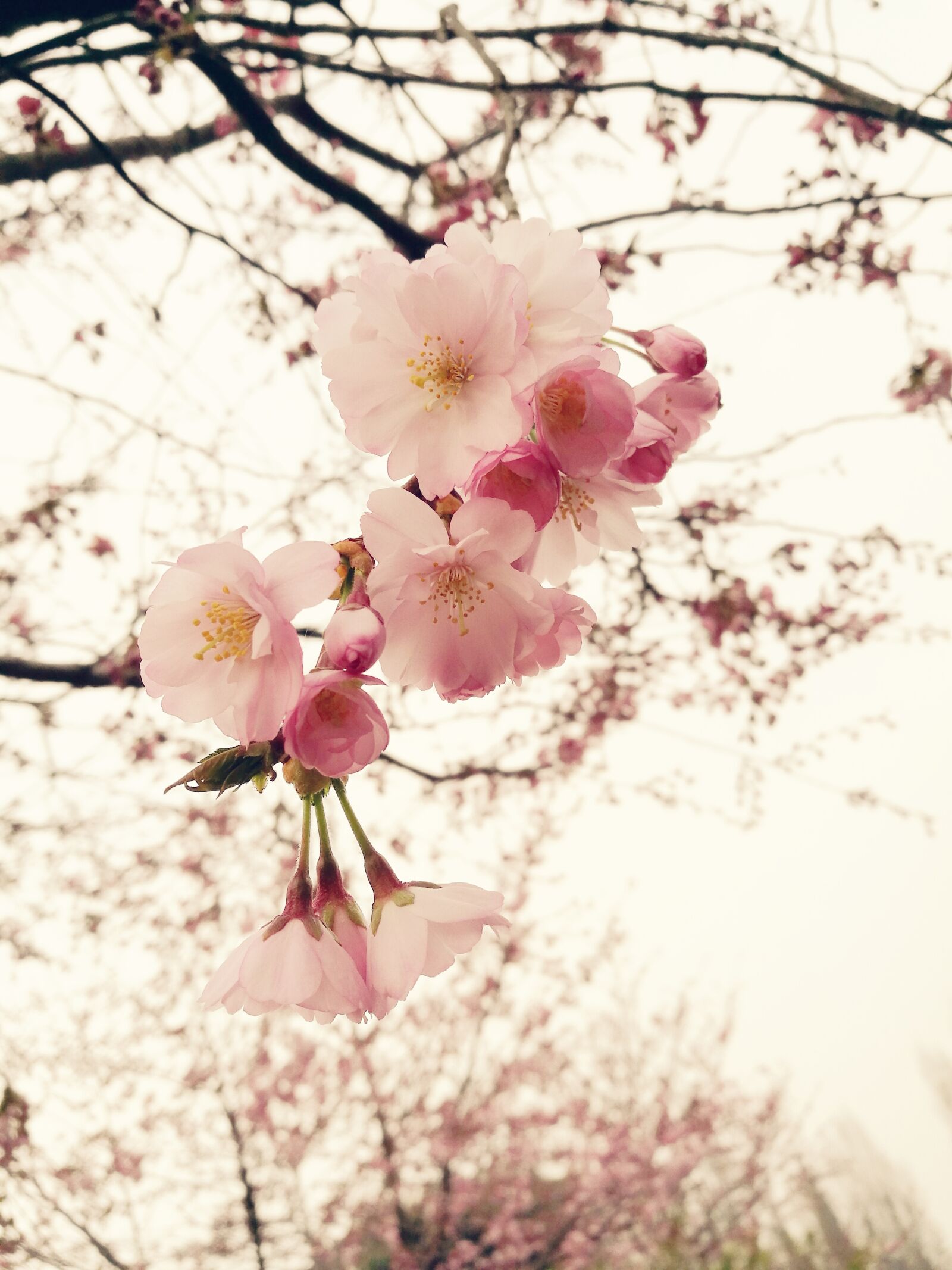 HUAWEI P9 sample photo. Flowers, spring, color photography