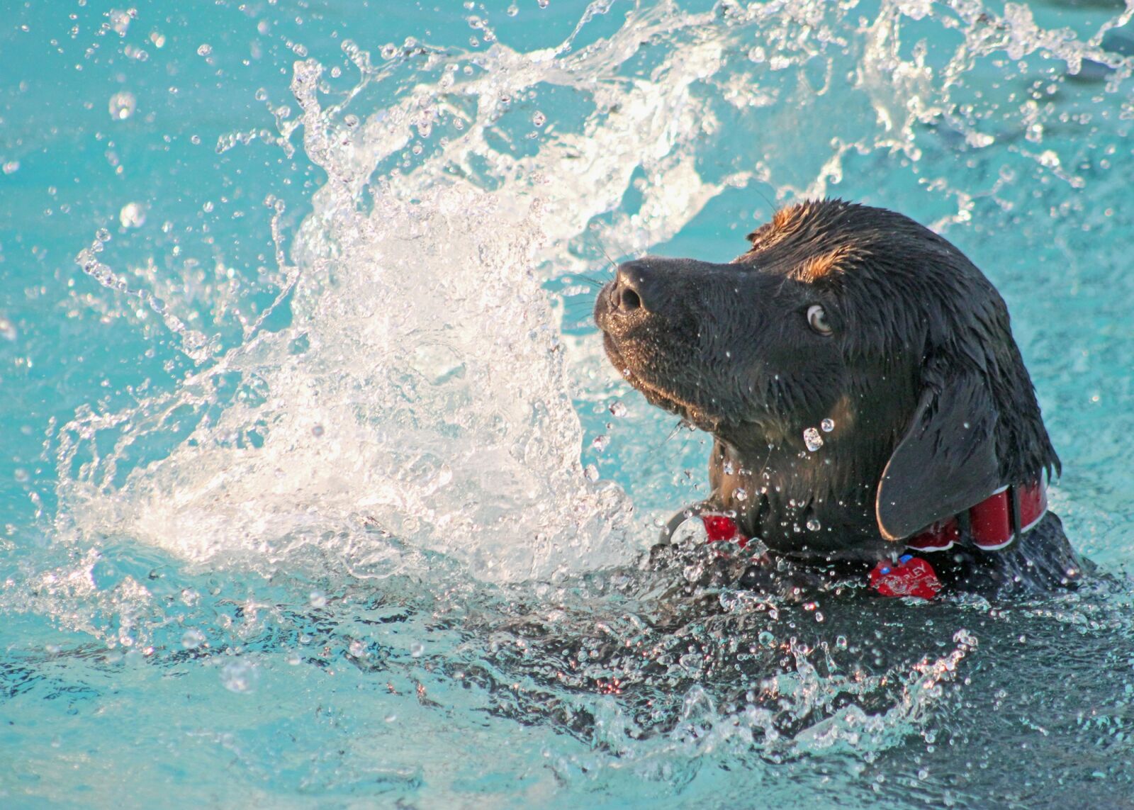 Canon EOS 550D (EOS Rebel T2i / EOS Kiss X4) sample photo. Dog, swimming, pool photography