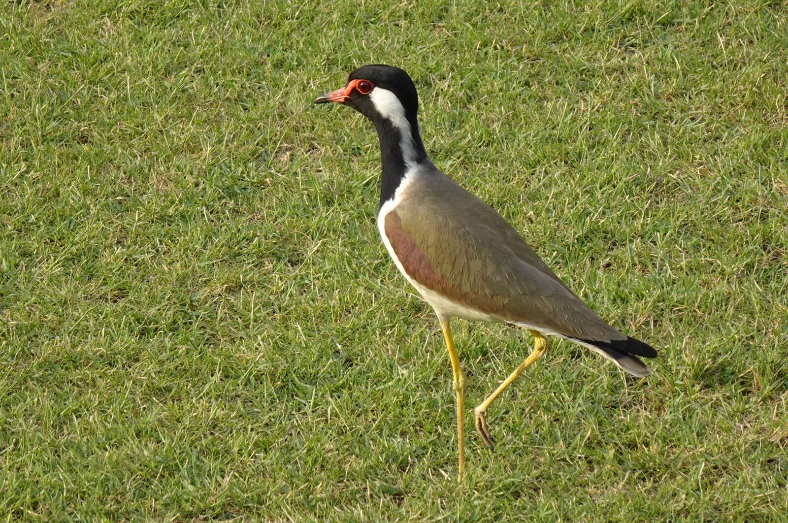 Sony DSC-WX800 sample photo. Bird, red-wattled lapwing, vanellus photography