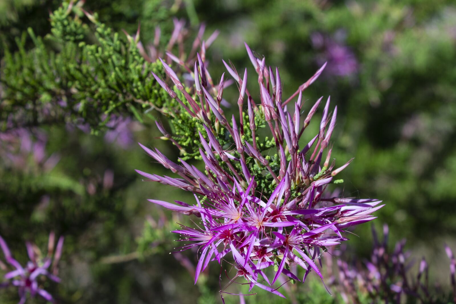 Canon EOS 1100D (EOS Rebel T3 / EOS Kiss X50) sample photo. Australia, flowers, nature photography