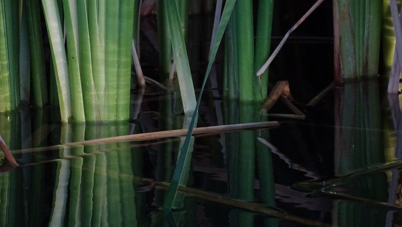 Sony Cyber-shot DSC-HX400V sample photo. Pond, nature, water photography