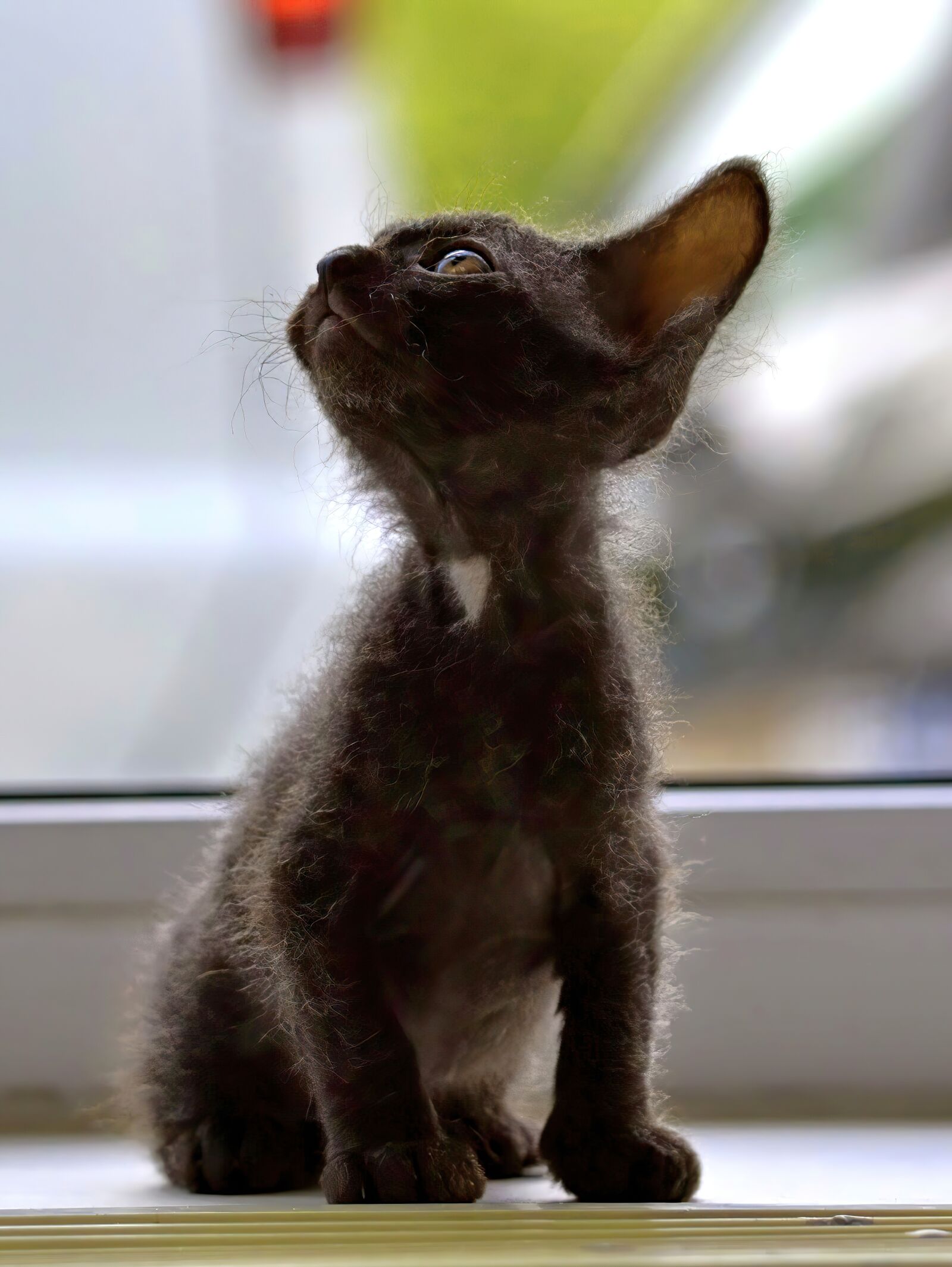 Nikon D3100 sample photo. Kitten, cute, cat photography