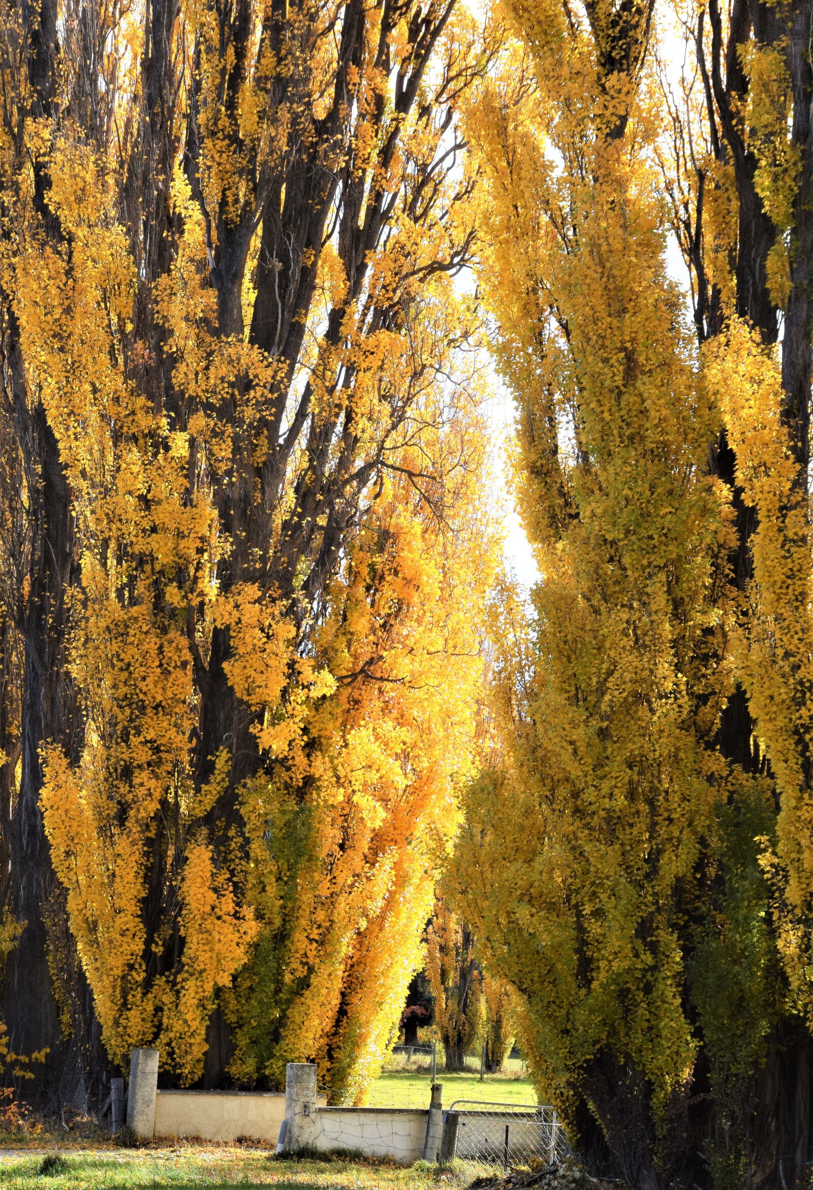 Nikon D5300 sample photo. Golden, autumn, trees photography