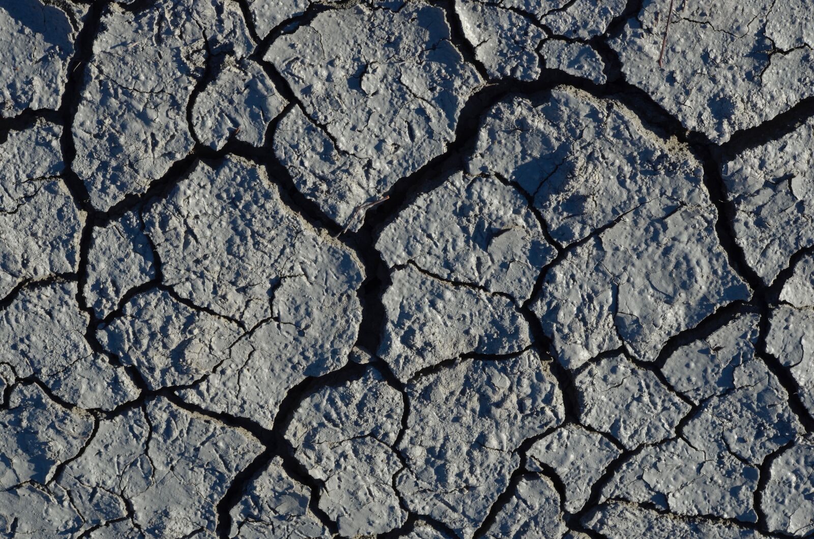 Nikon D5100 sample photo. Drought, withers, dry photography