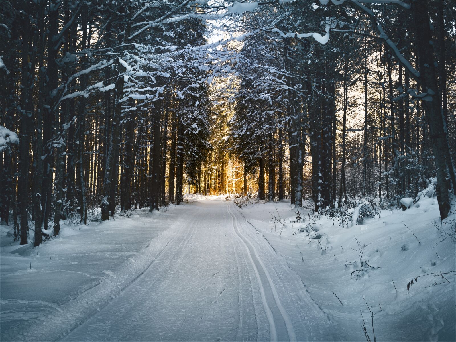 Olympus OM-D E-M1 Mark II + OLYMPUS M.25mm F1.2 sample photo. Cross country skiing, forest photography