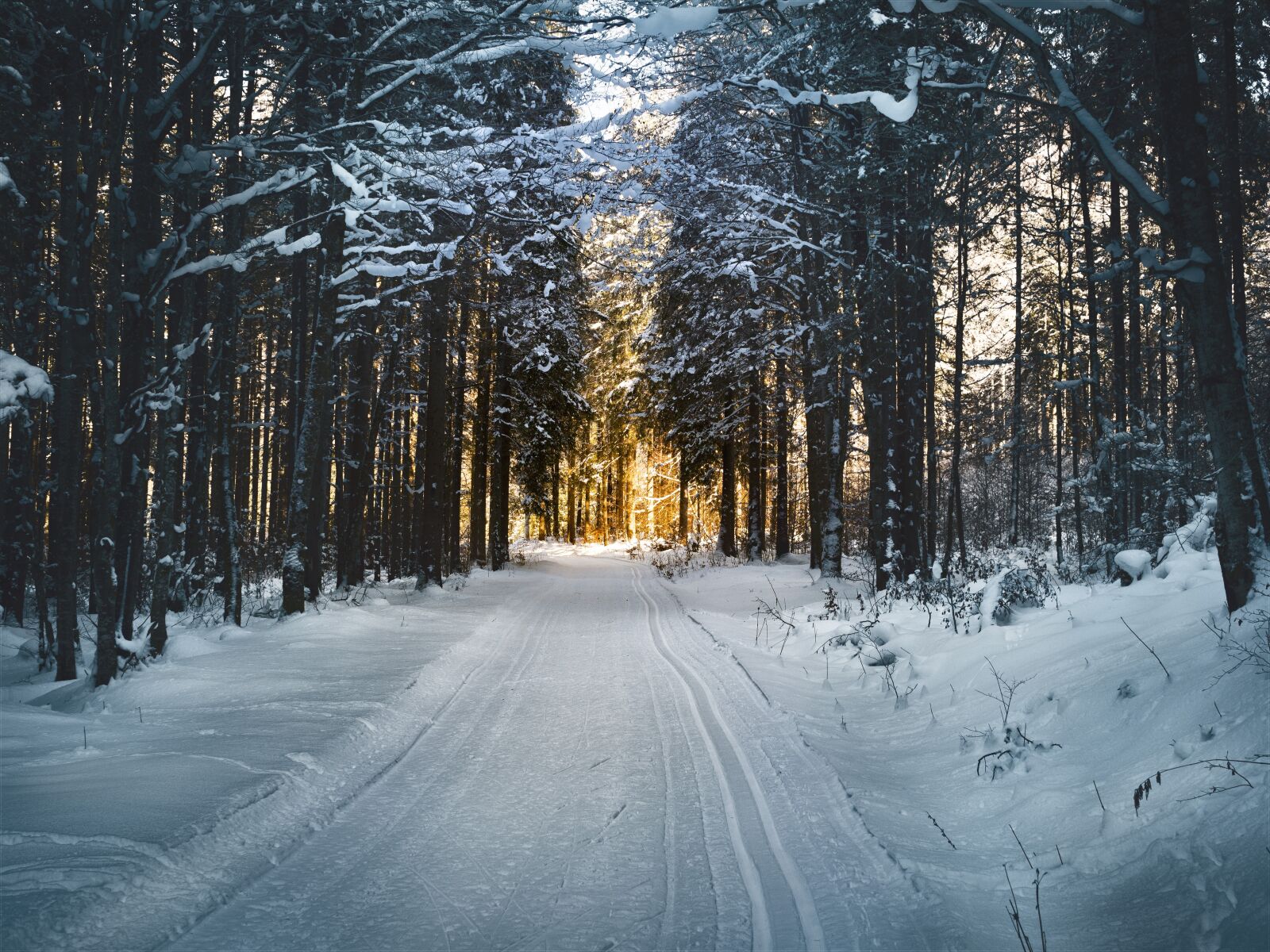 OLYMPUS M.25mm F1.2 sample photo. Cross country skiing, forest photography