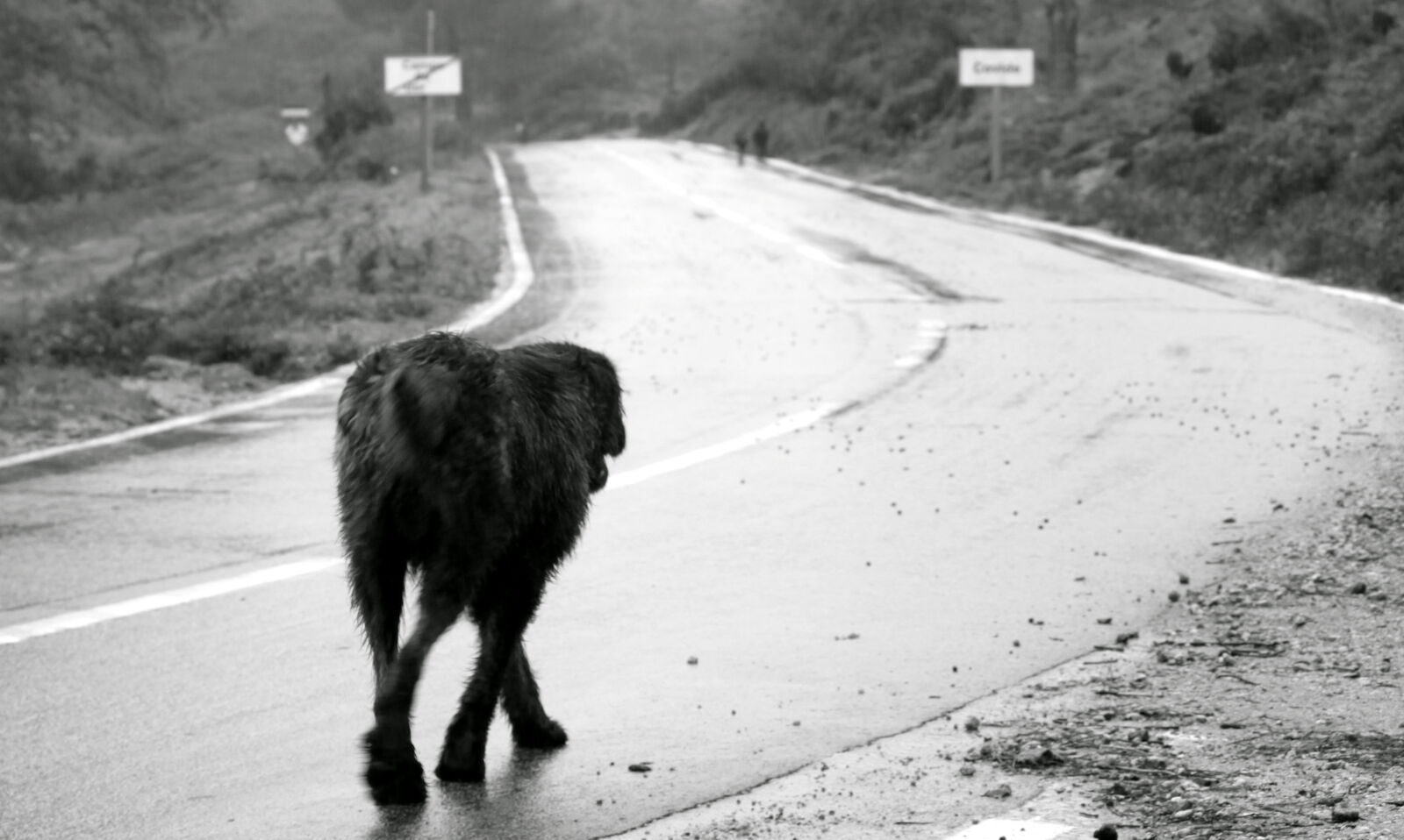 Canon EF-S 55-250mm F4-5.6 IS sample photo. Abandoned, dog, rain, road photography