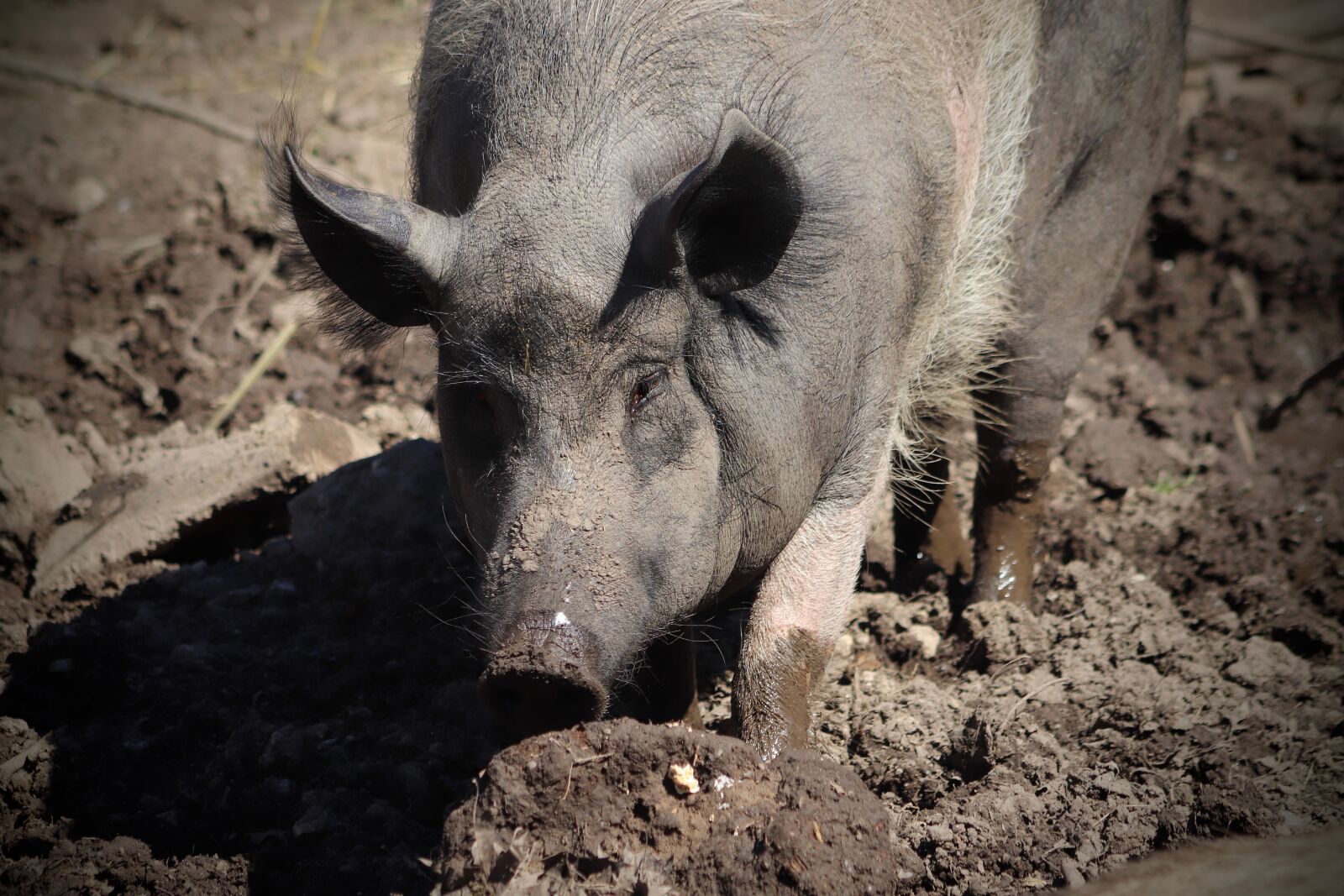 Canon EOS 800D (EOS Rebel T7i / EOS Kiss X9i) sample photo. Pig, domestic pig, pet photography