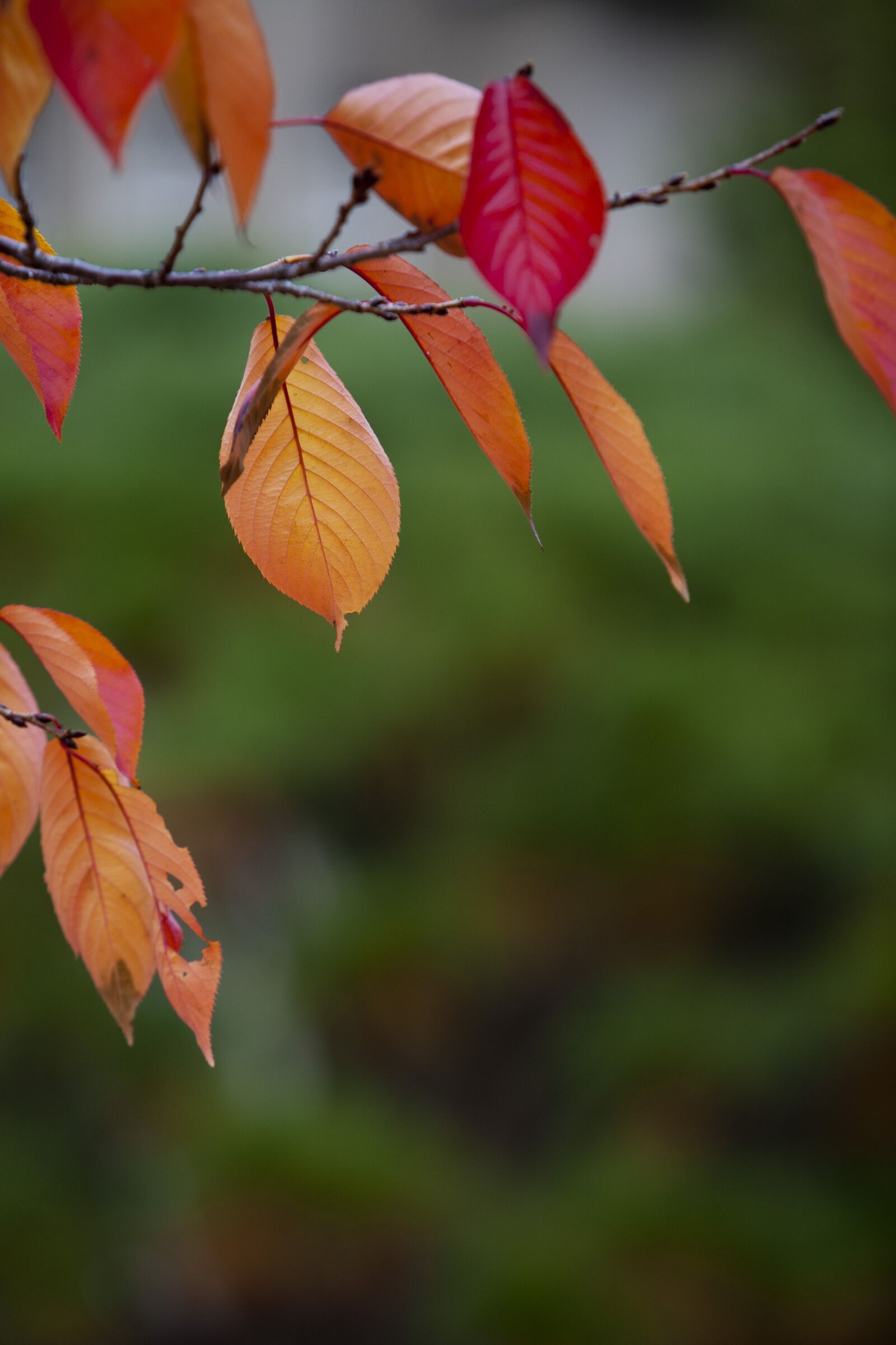 Canon EOS 5D sample photo. Autumn leaves, autumn, red photography