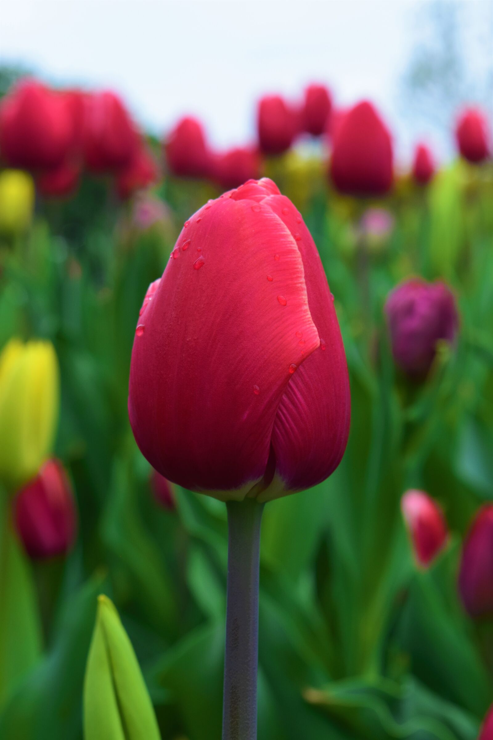 Nikon D3300 sample photo. Red tulip, flower fields photography