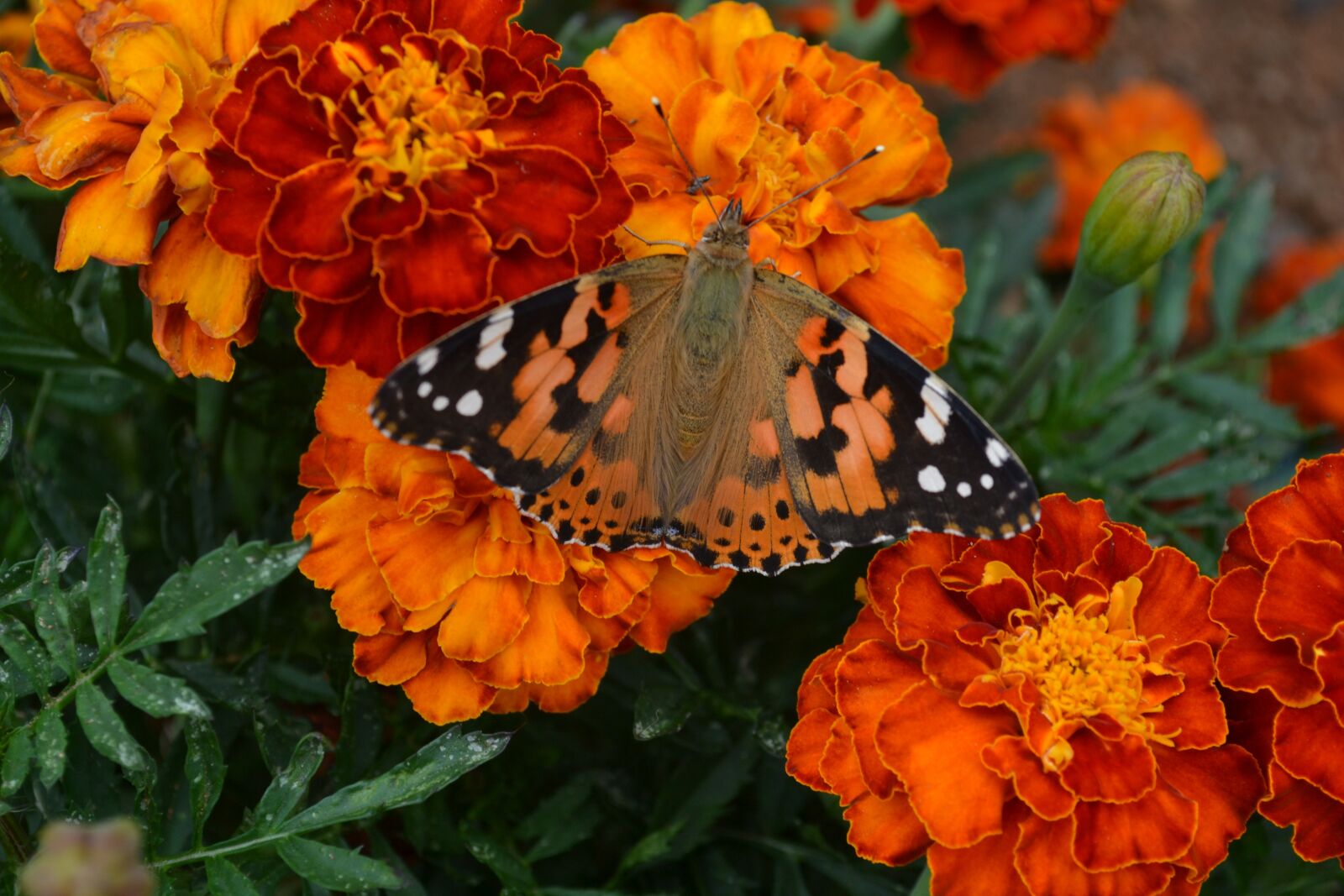 Nikon D3100 sample photo. Butterfly, orange flowers, garden photography