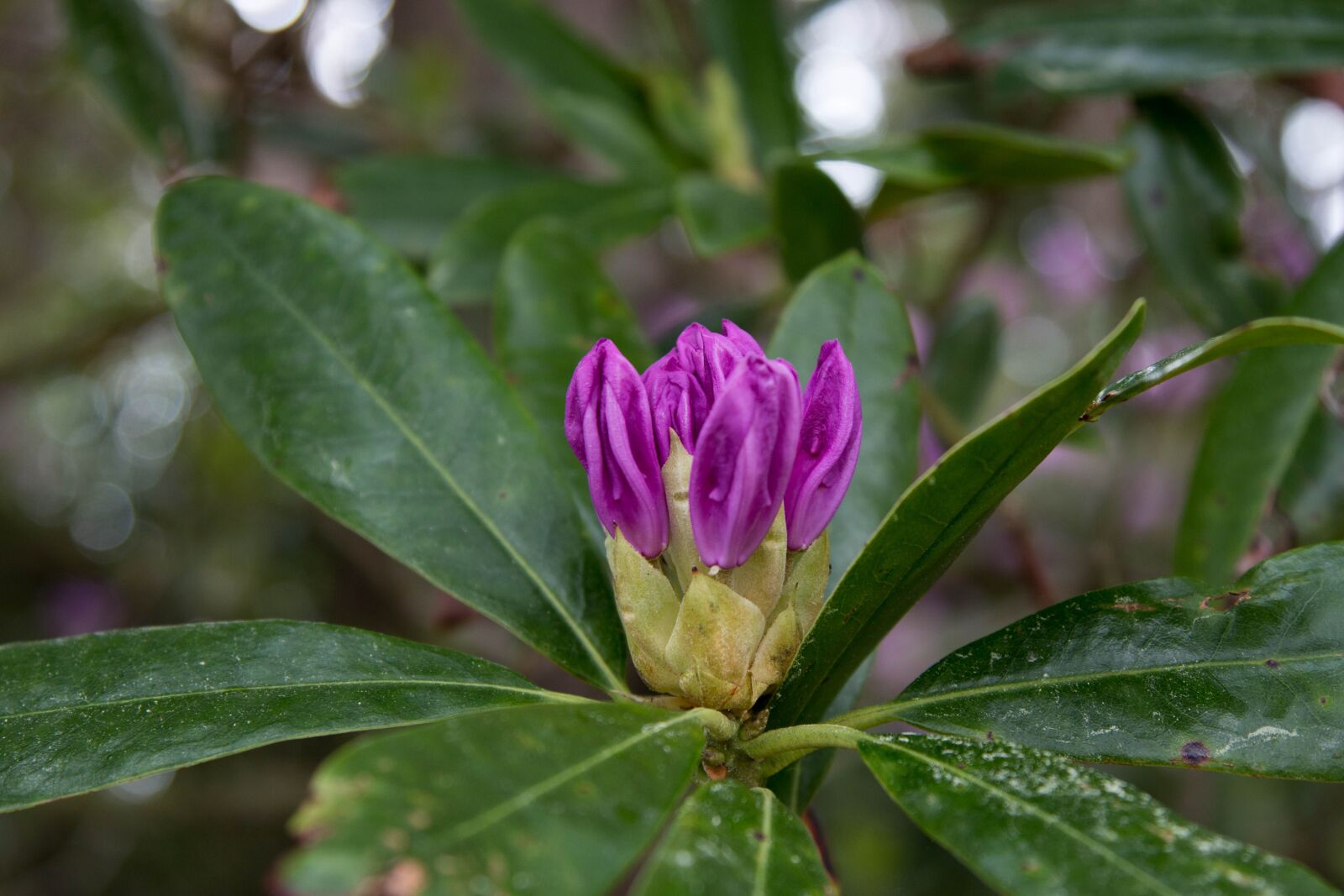 Canon EOS 70D + Canon EF 24-105mm F4L IS USM sample photo. Rhododendron, flower, pink spring photography